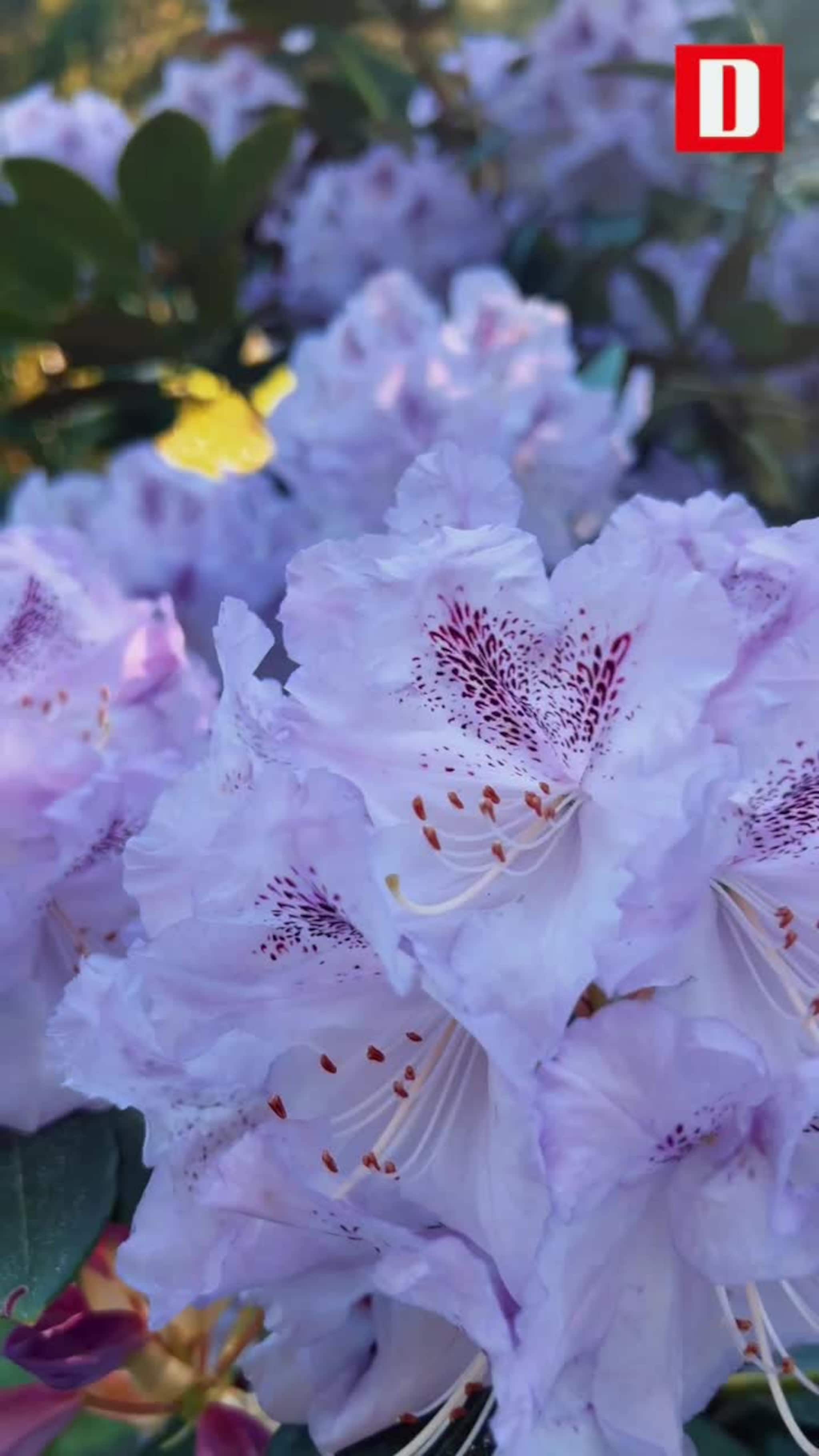 Rhododendronen i Phillips-hagen blomstrer allerede.