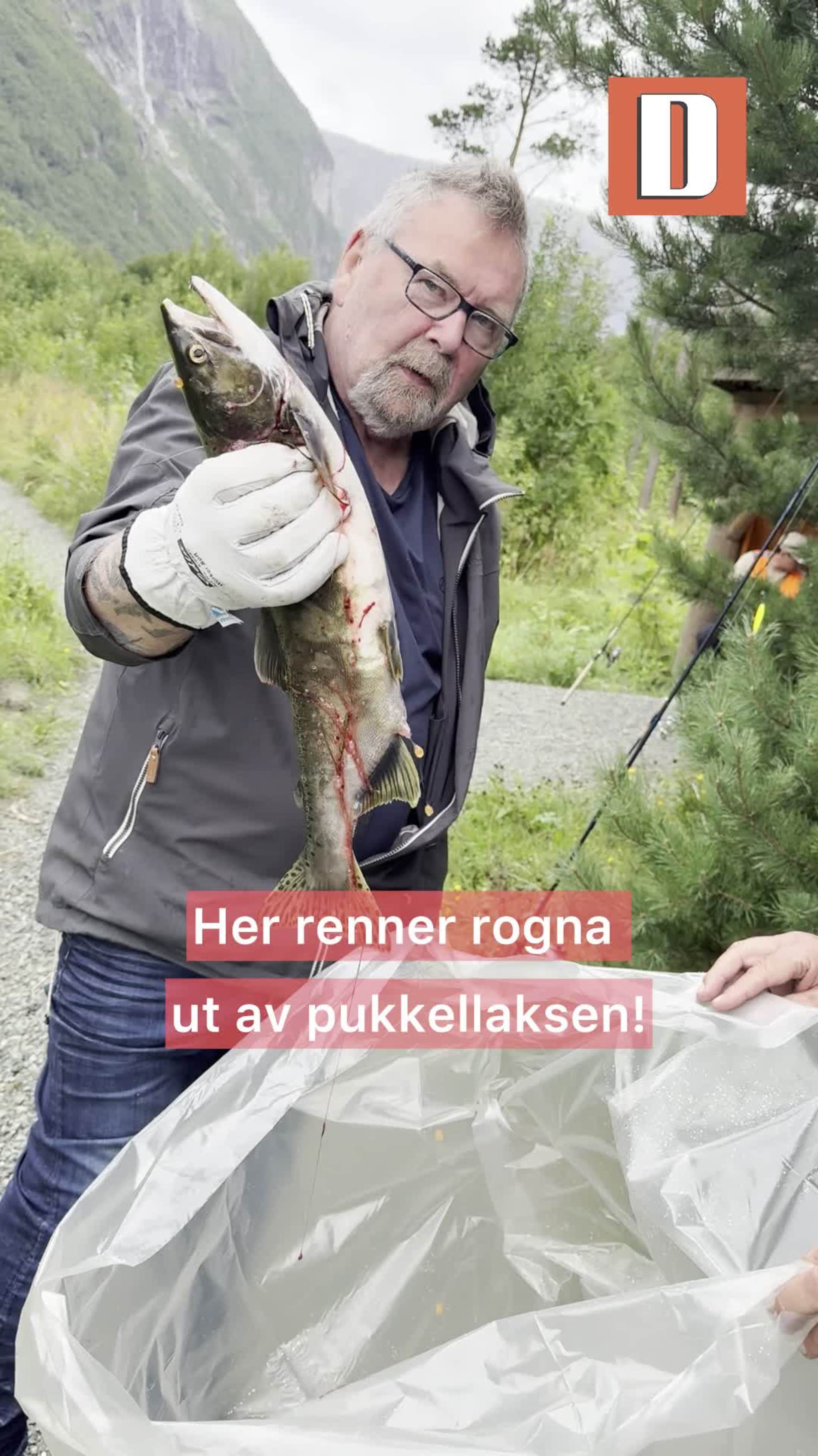 Pukkellaks i Driva
