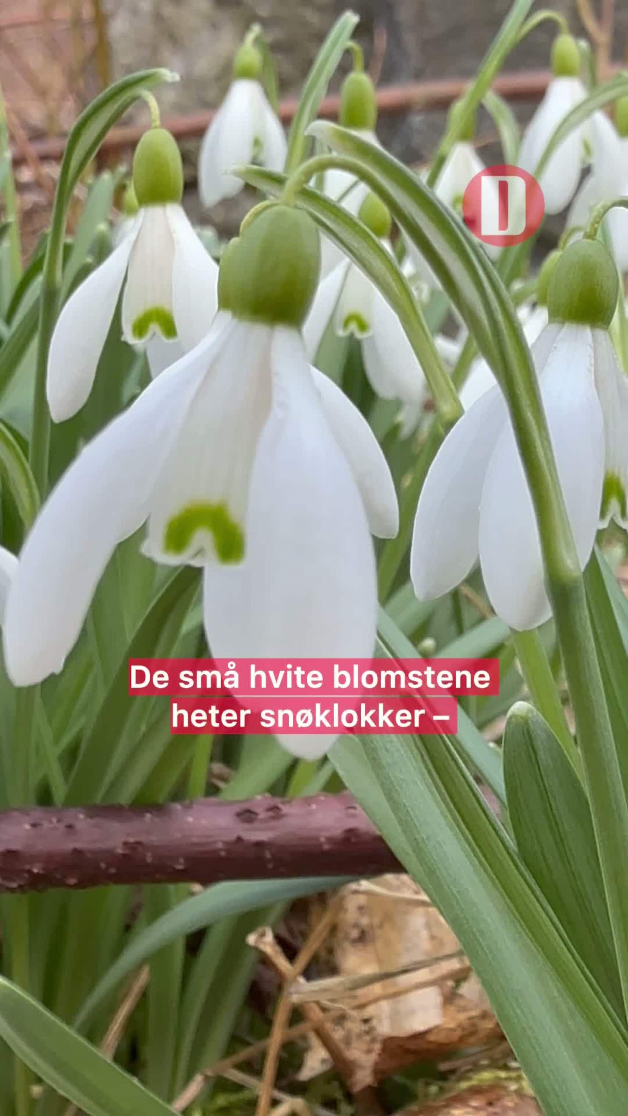 Har du sett snøklokkene ennå?