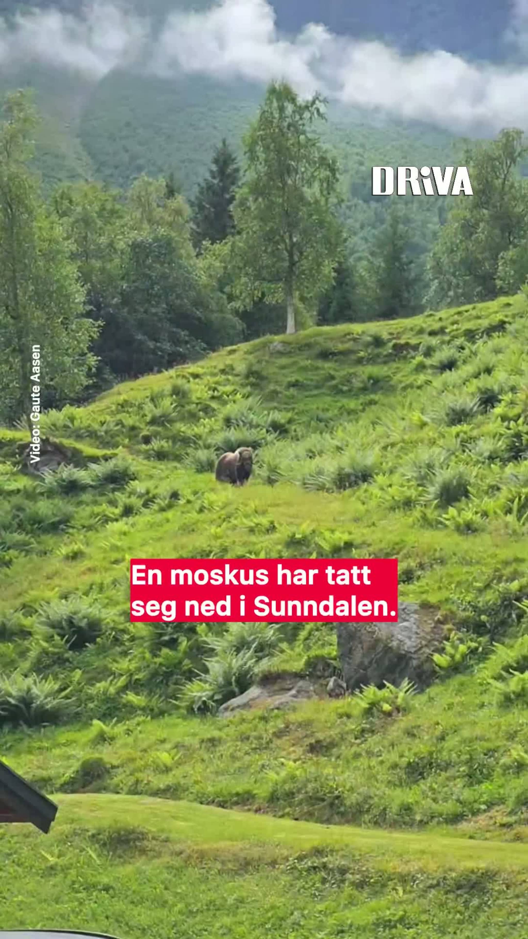 Moskus-alarm