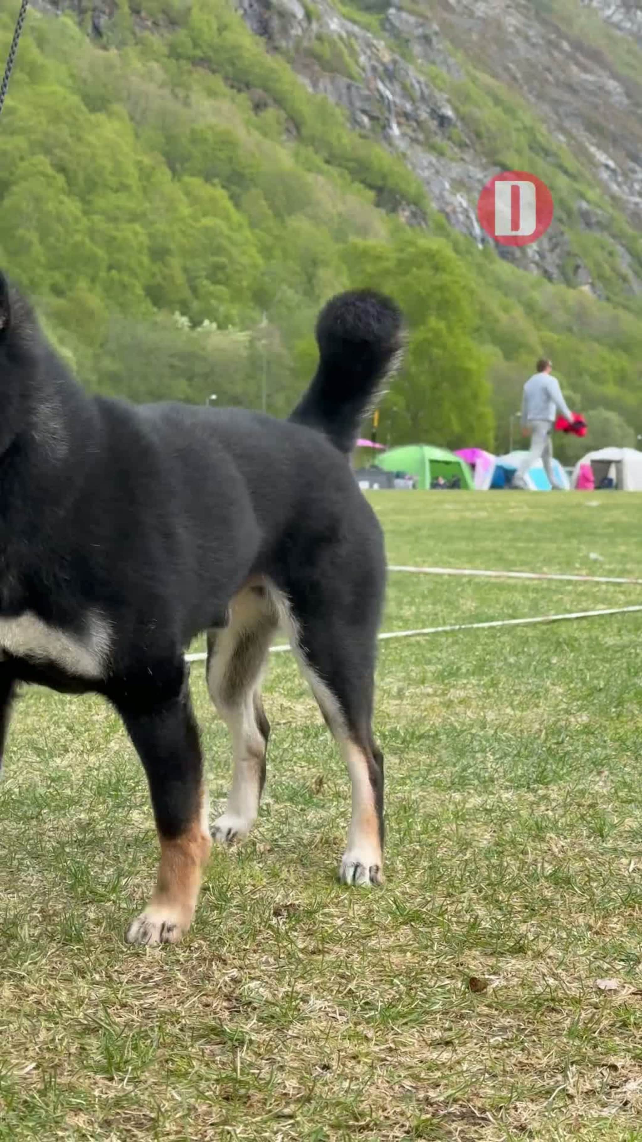 Stor hundehelg i Sunndal