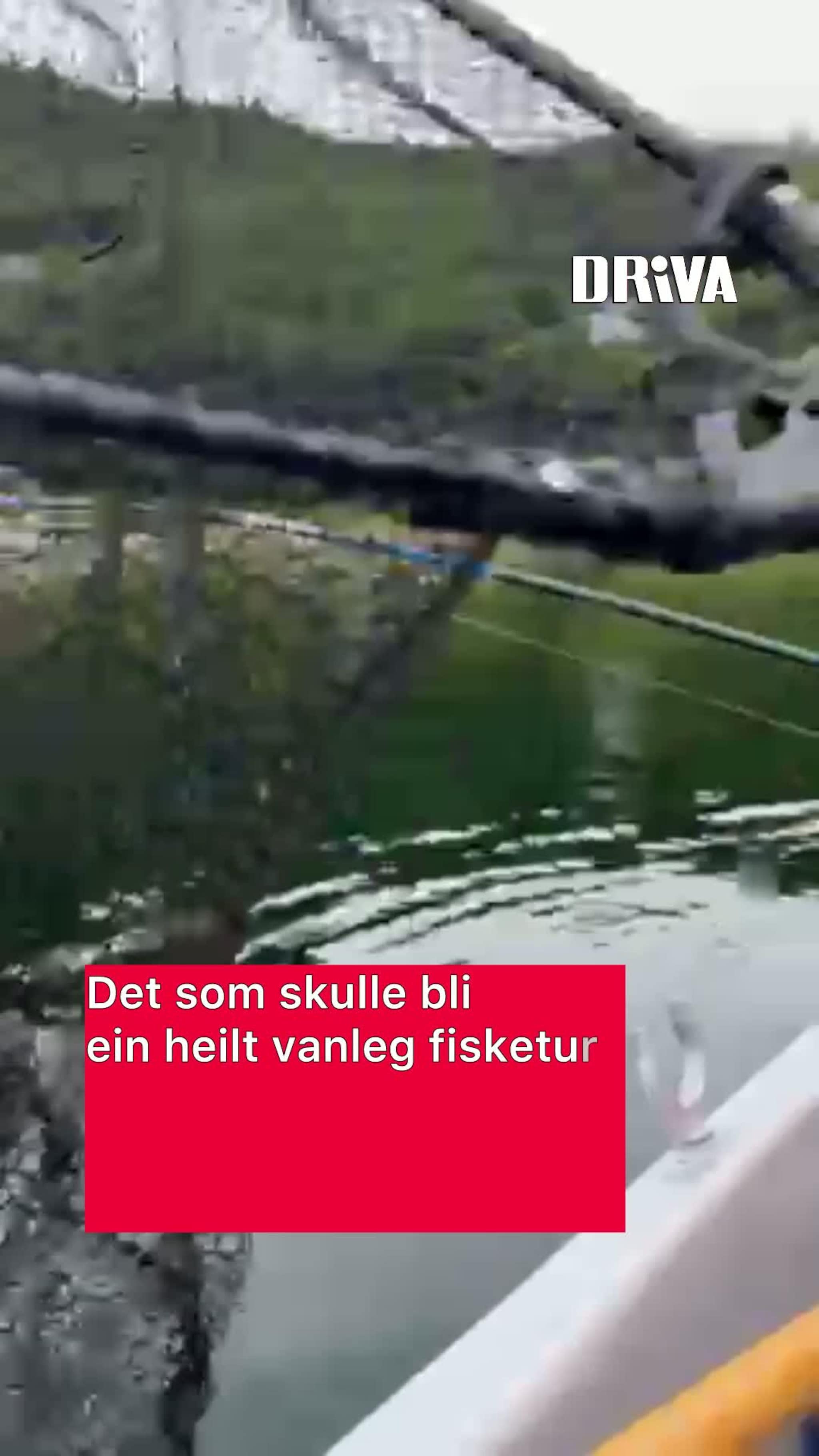 Niåring fekk monsterfangst i Stangvikfjorden
