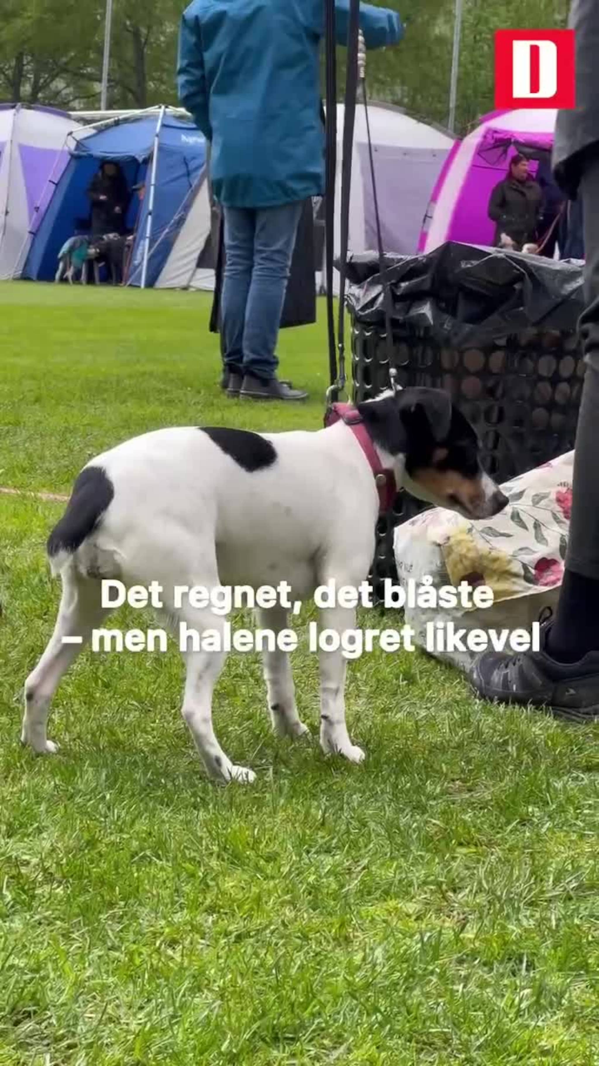 Sunndal Hundeklubb ønsket velkommen til den årlige vårutstillingen og valpeshowet