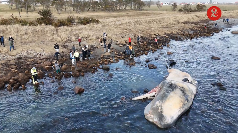 Se bildene: Flere (H)valfarter til Østhasselstrand