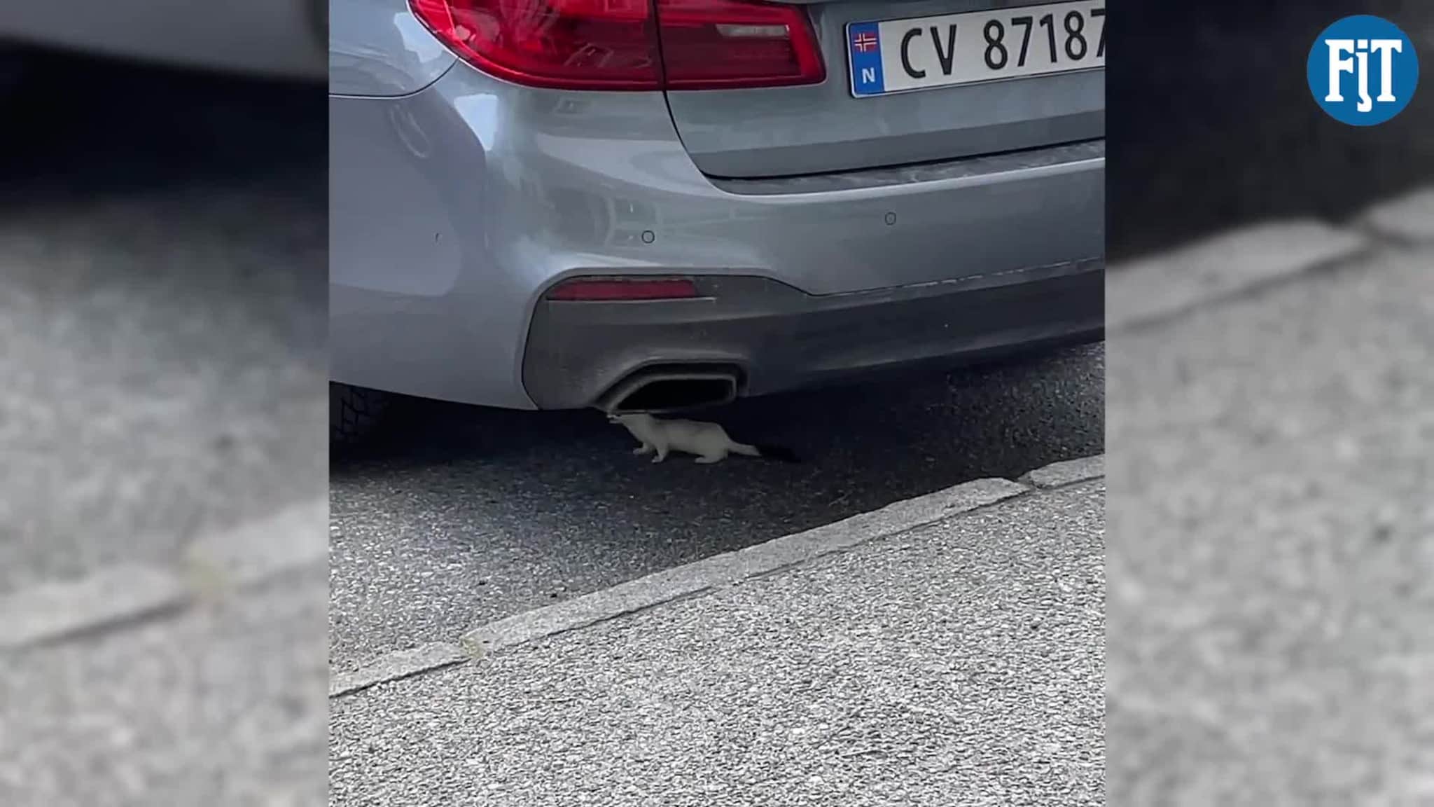 Her klatrar røyskatten opp i bilen