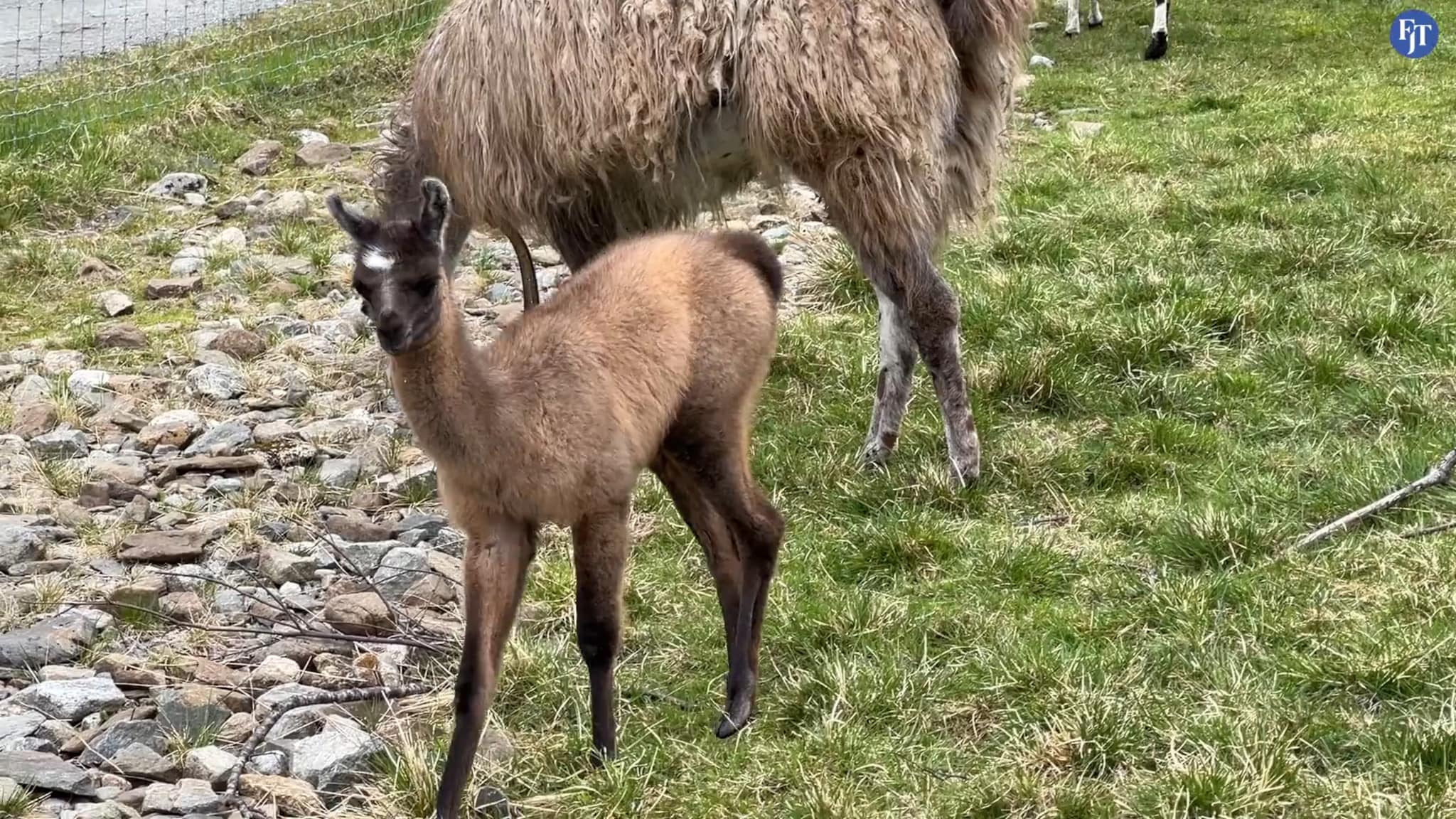 Her har dei fått tre nye lamaføll på garden