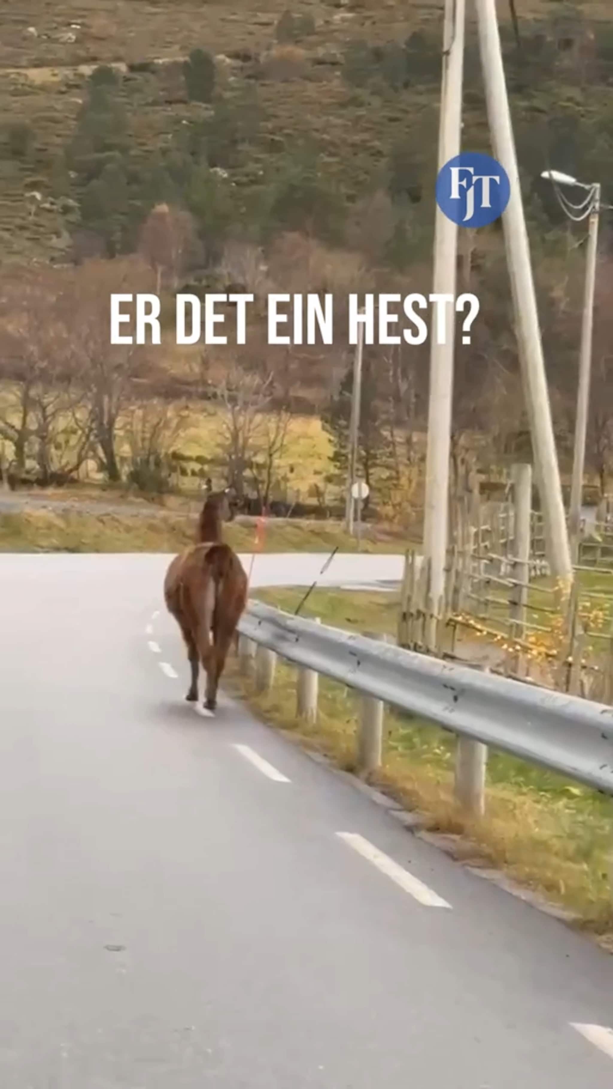 Er det ein hest på søndagstur?