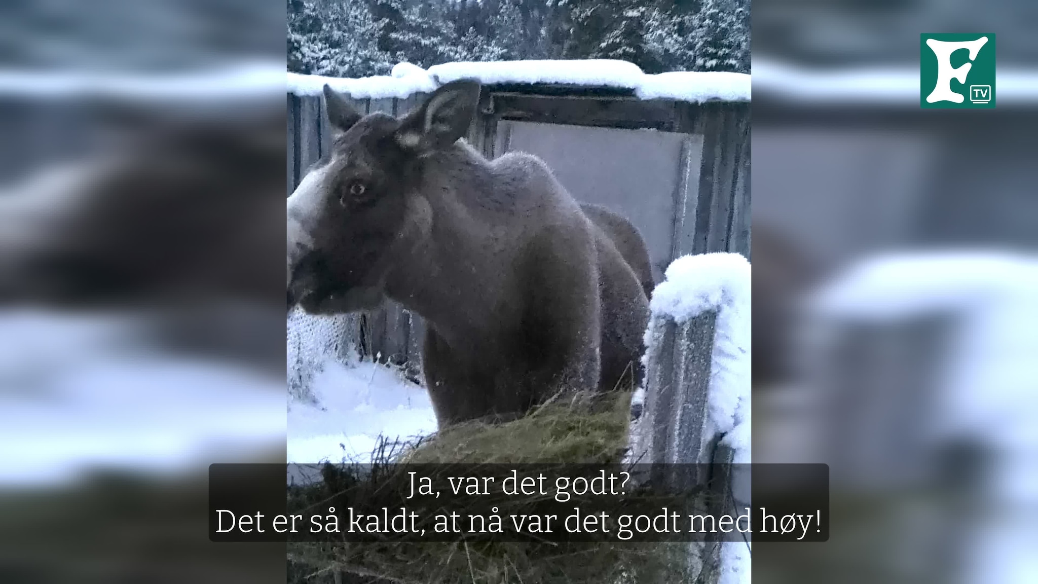 Torgrim og elgkua hans