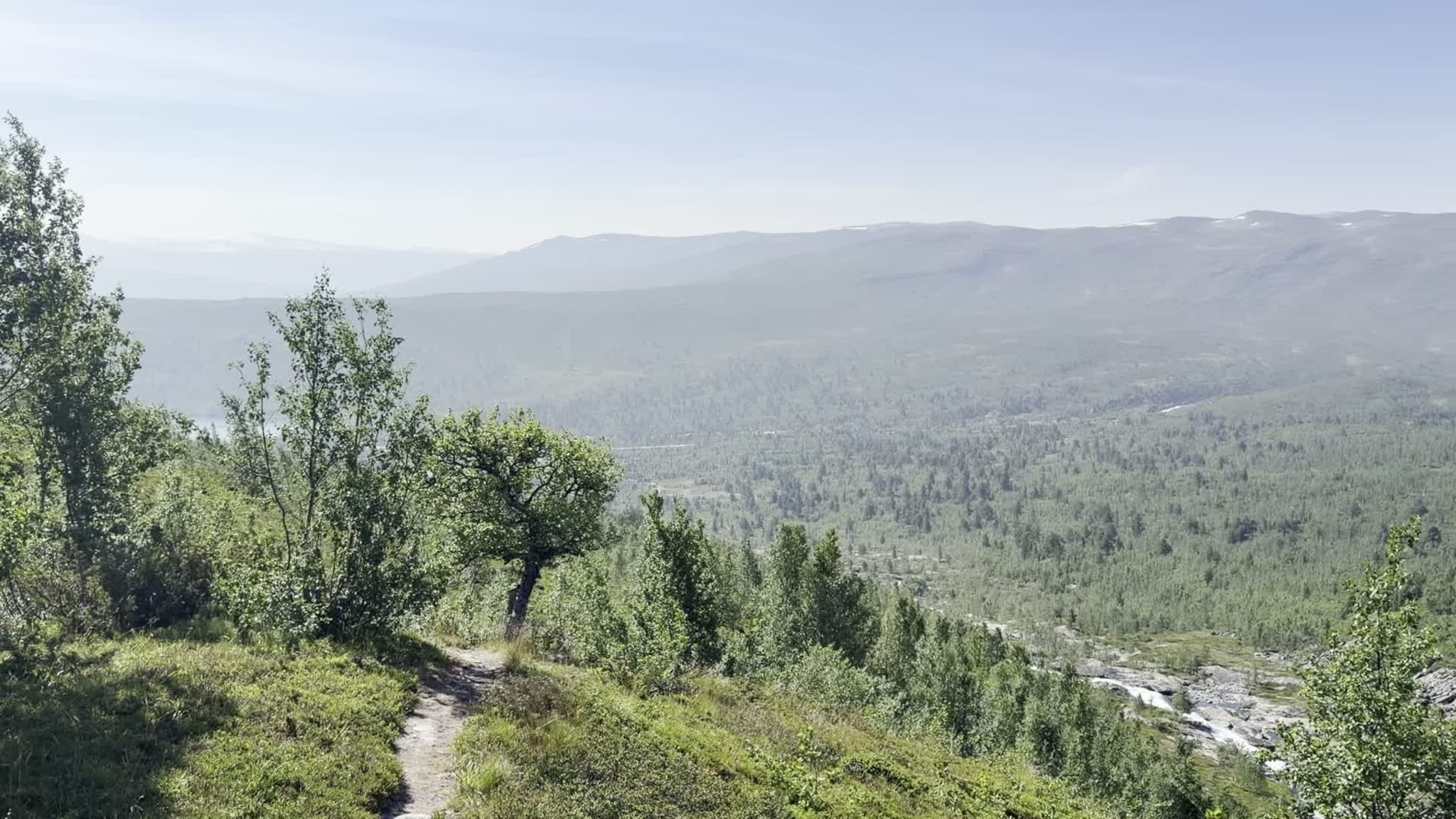 Frå Oliventreet mot Skriulaupen