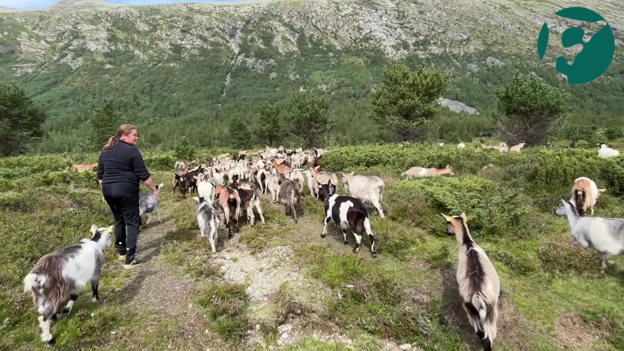 Geiter i Finndalen