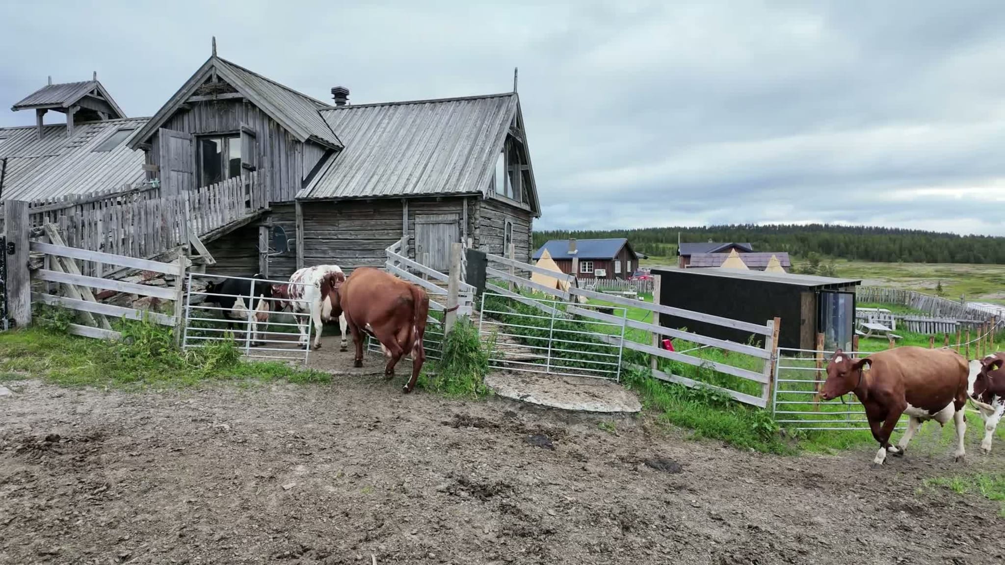 Video med budeia