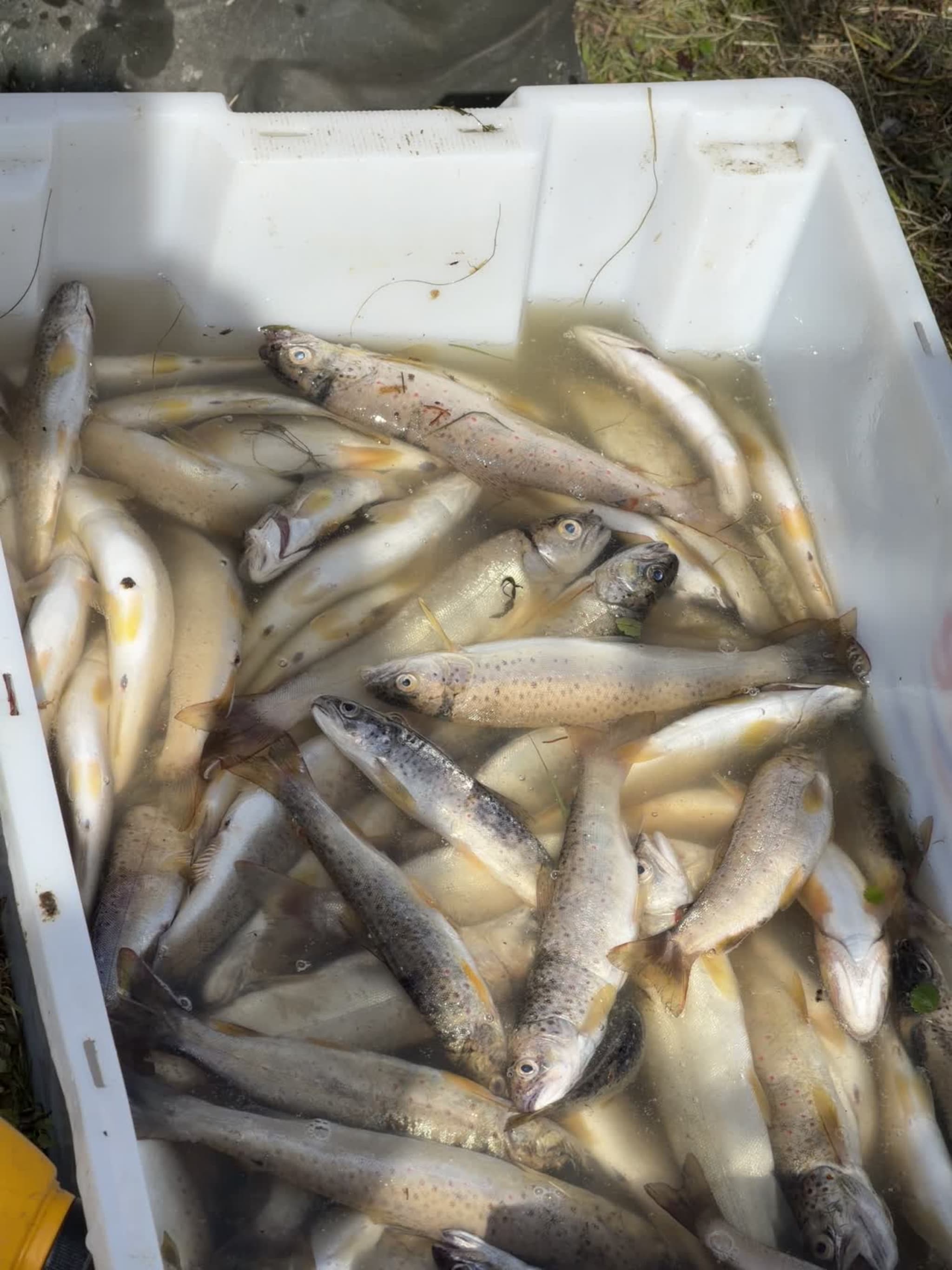 Fiskedropp i kassa