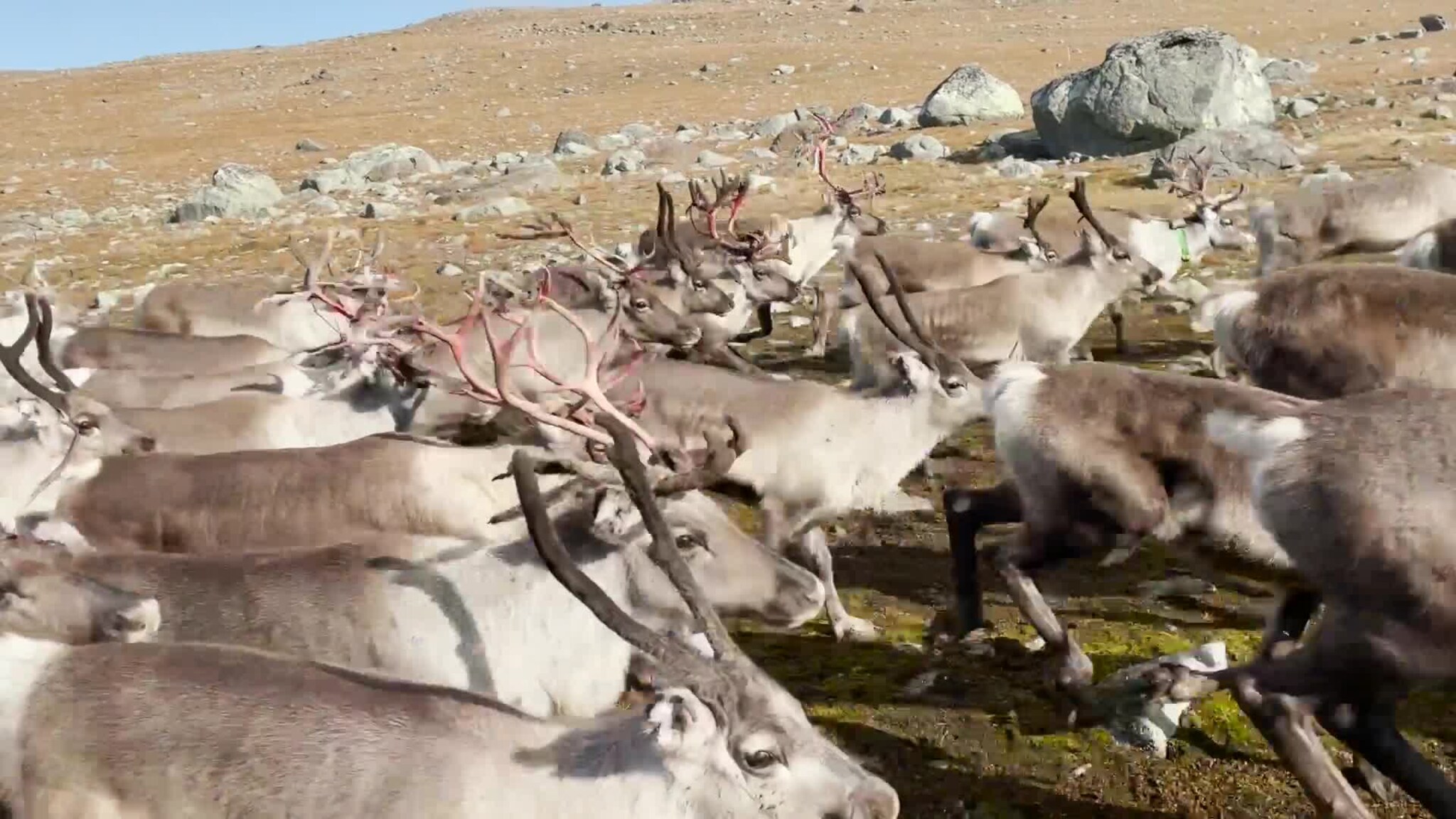 Reinsslakting Valdresflye september 2024