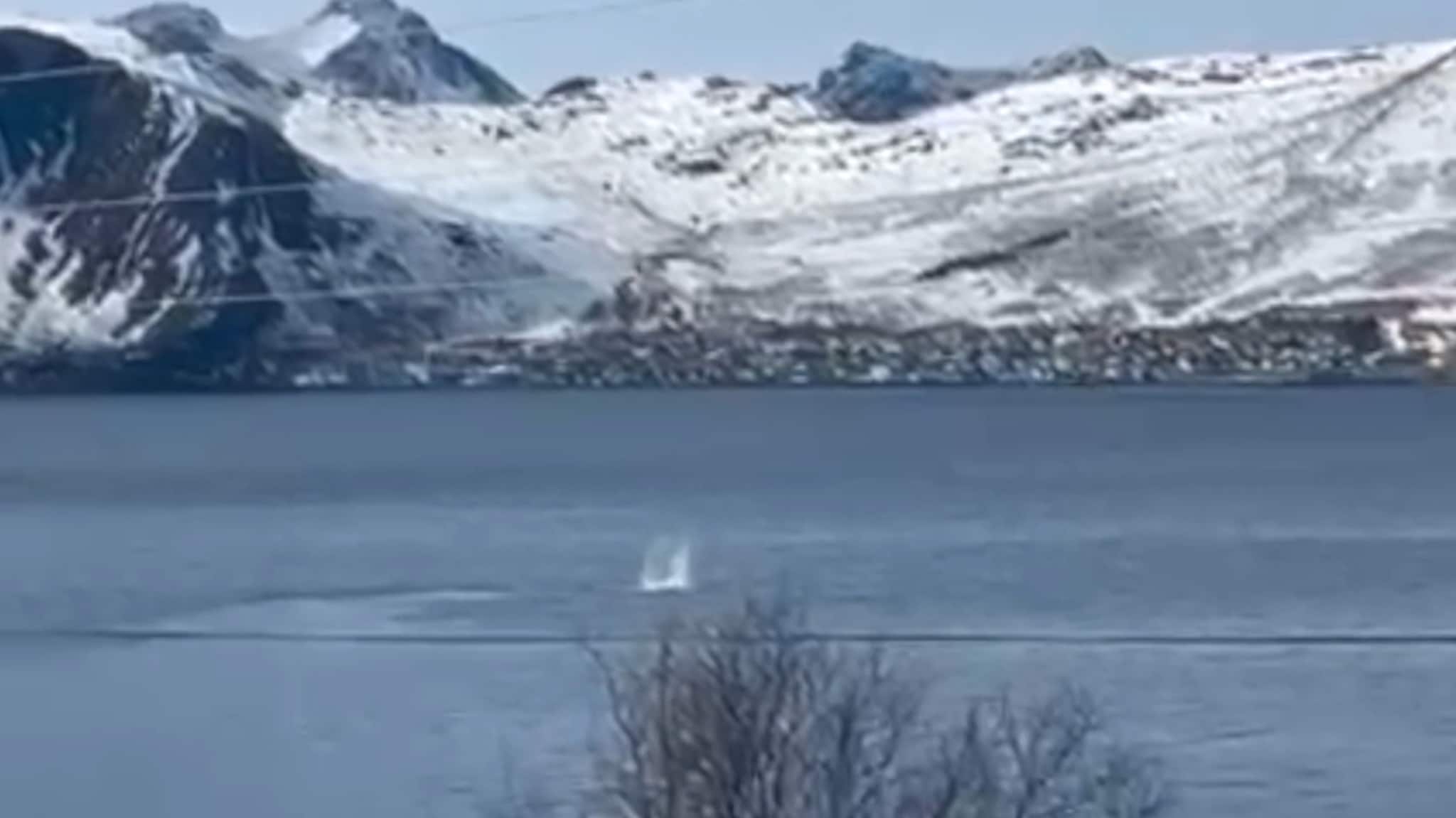 Her strever hvalen med å komme seg løs