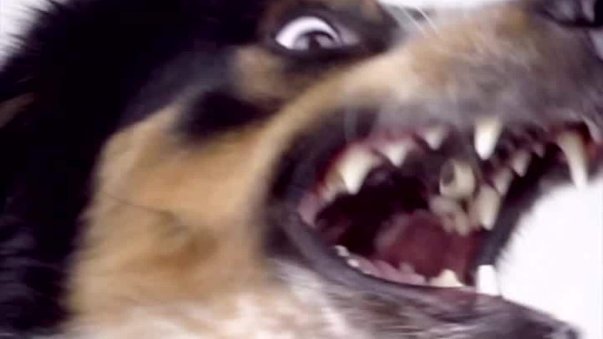 Det vi spiser, kan være gift for hunden din
