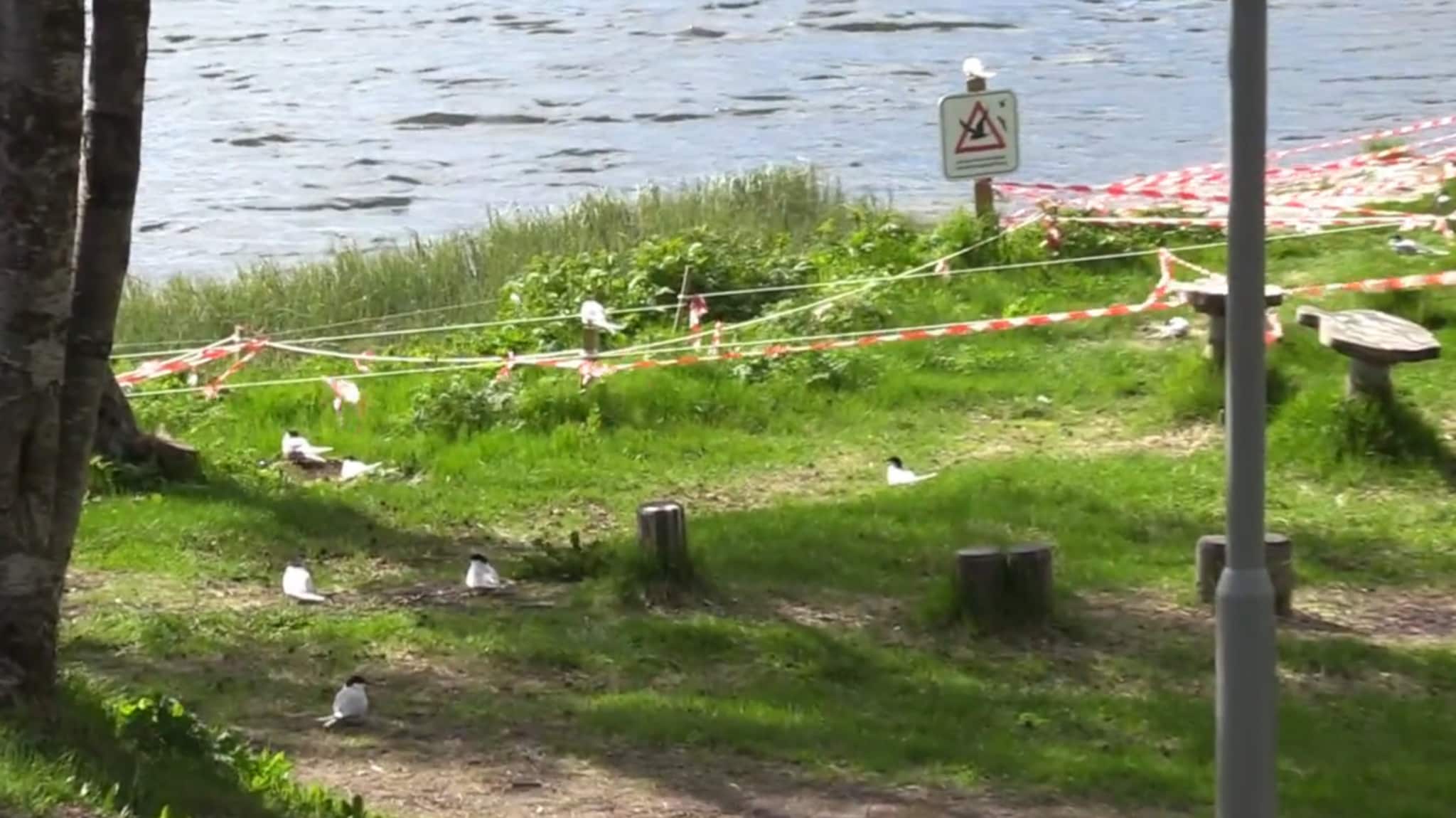 Snart får terna egg - usikker på tiltakene