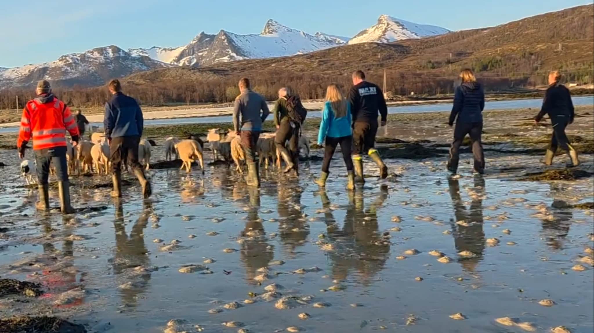 Til sommerbeite på fjæra sjø