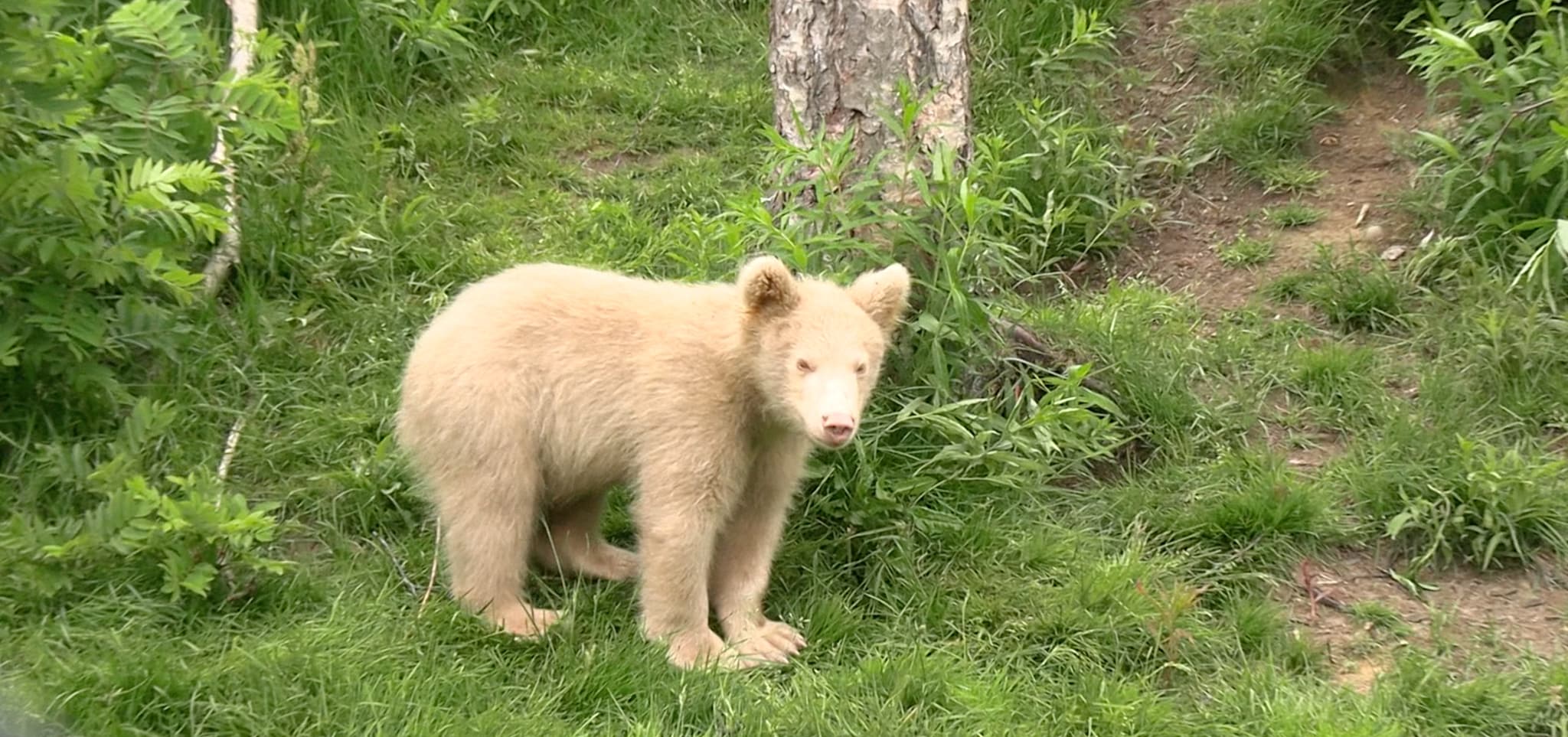 Ny sjelden bjørneunge i Polar Park