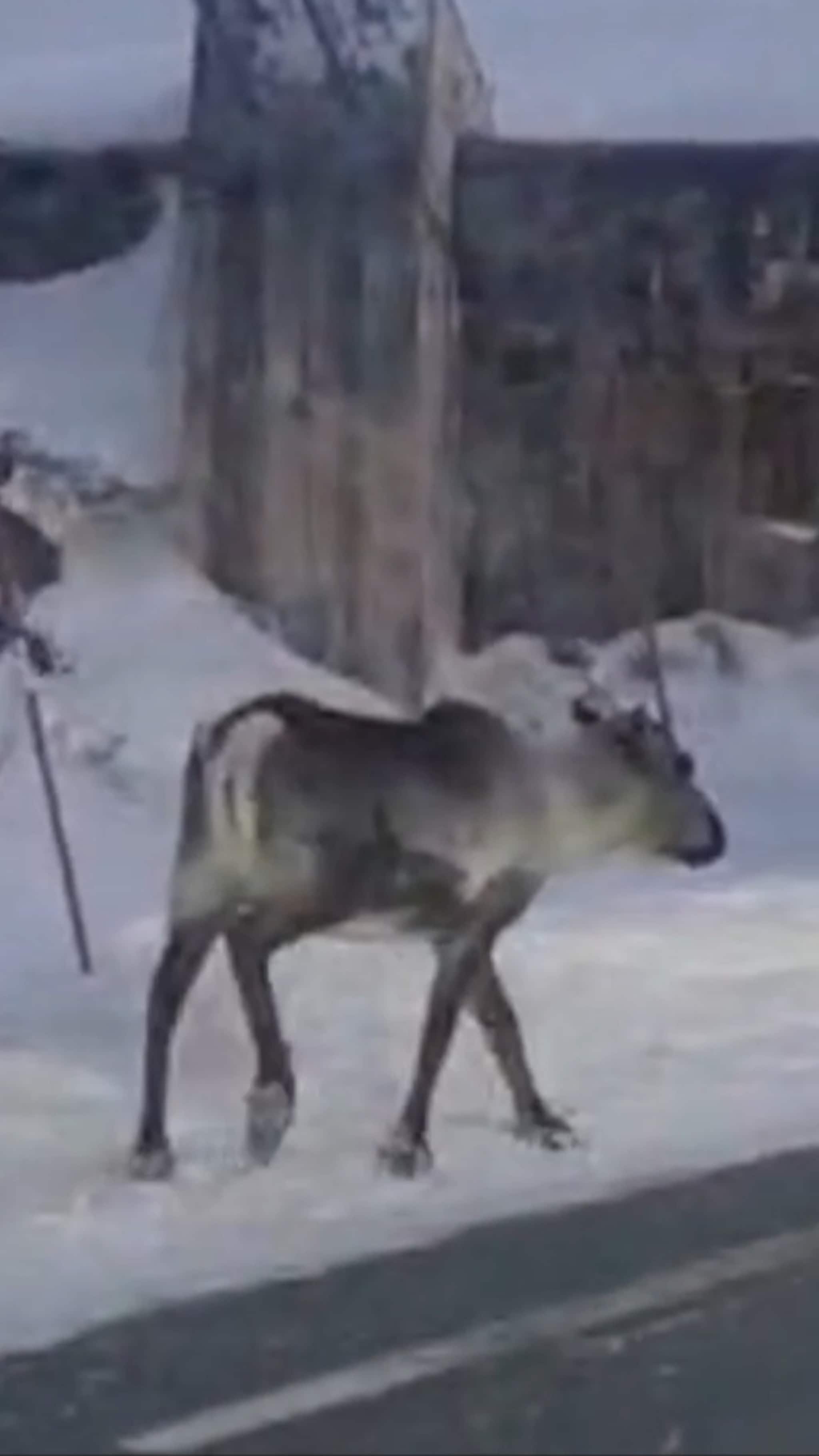 En rein trafikkforseelse