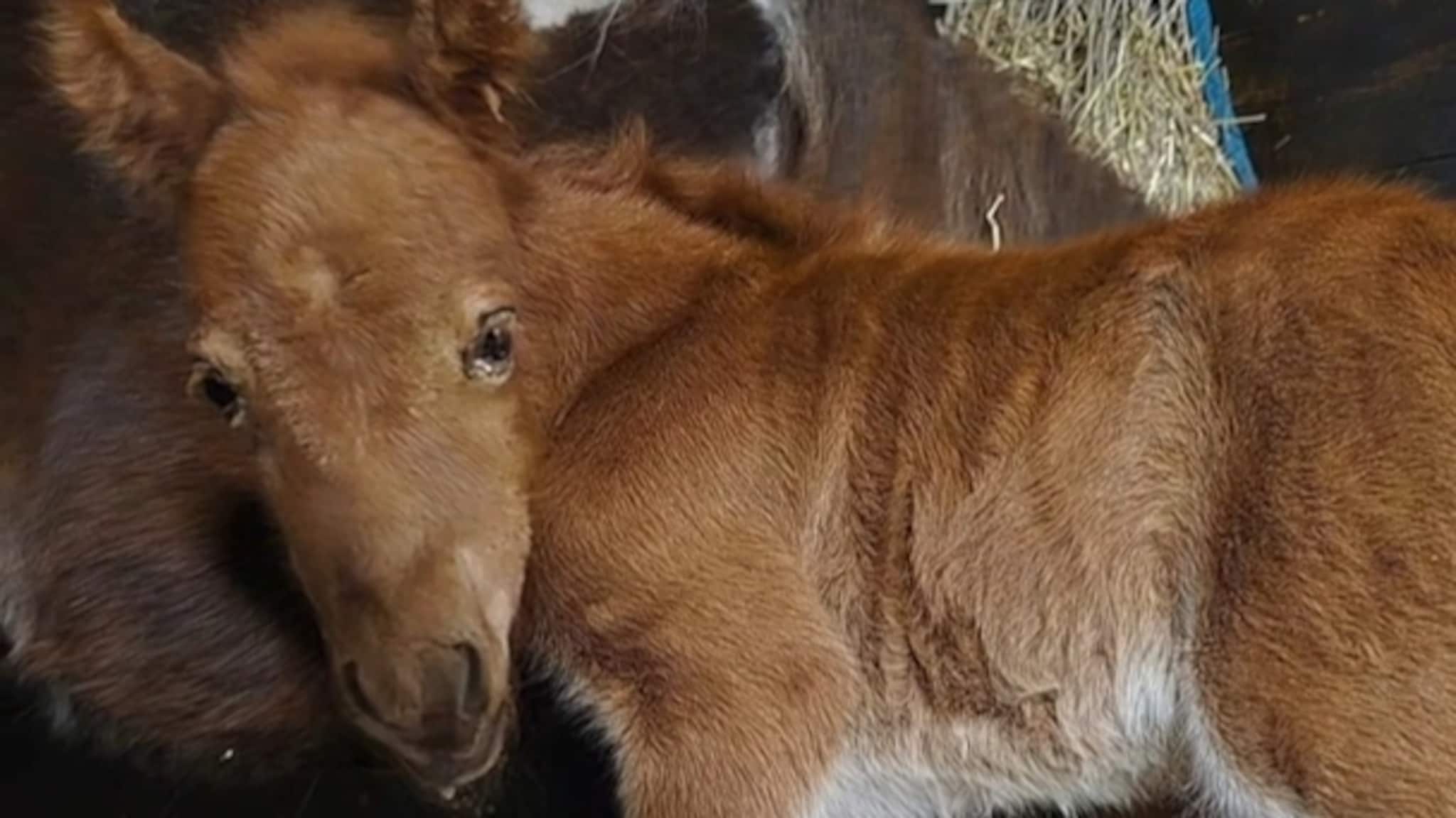 Drektige Bonnie skadet av hund — slik gikk det