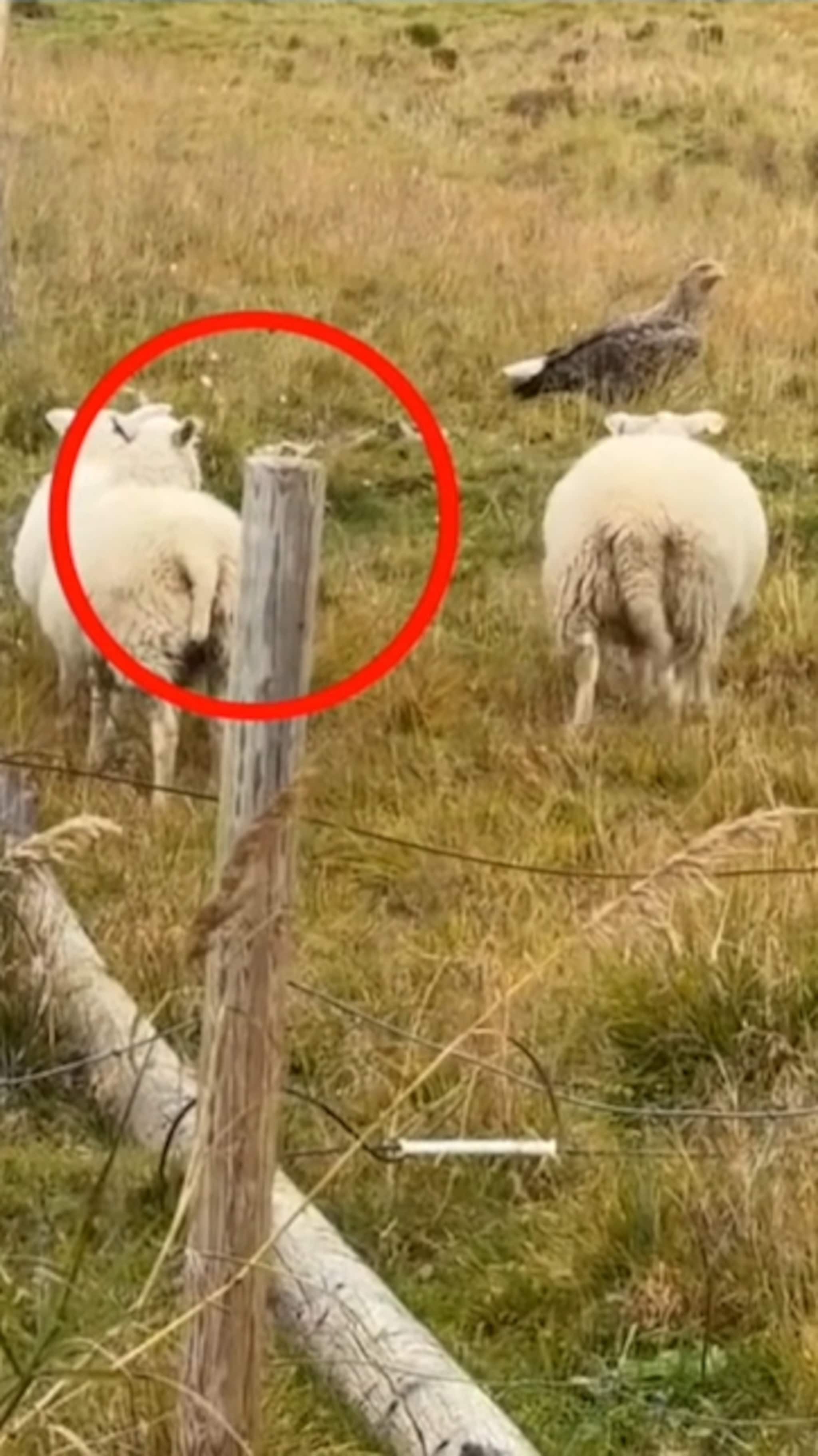 Her står ørna midt i saueflokken