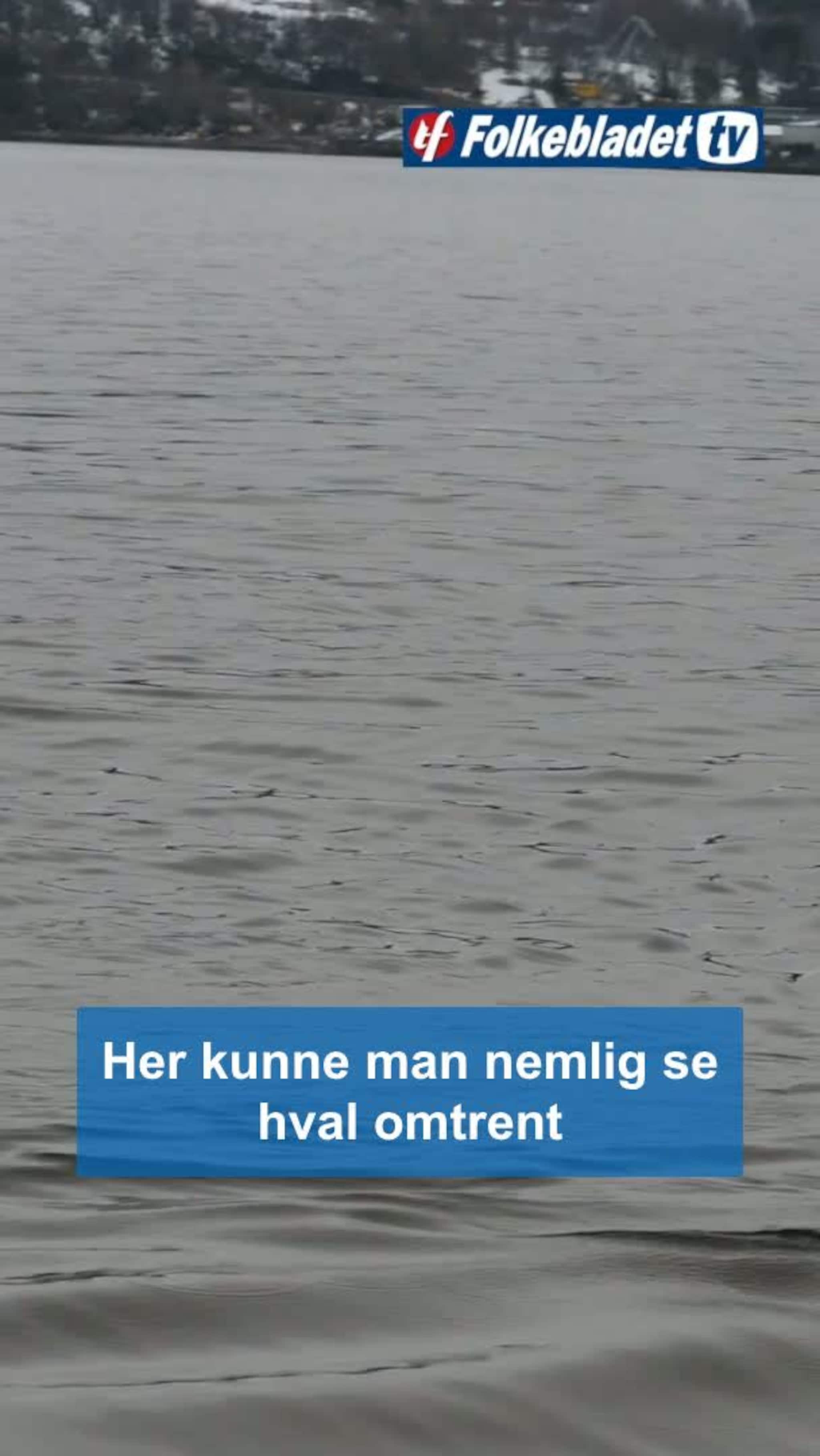 Fjorden invadert av hval