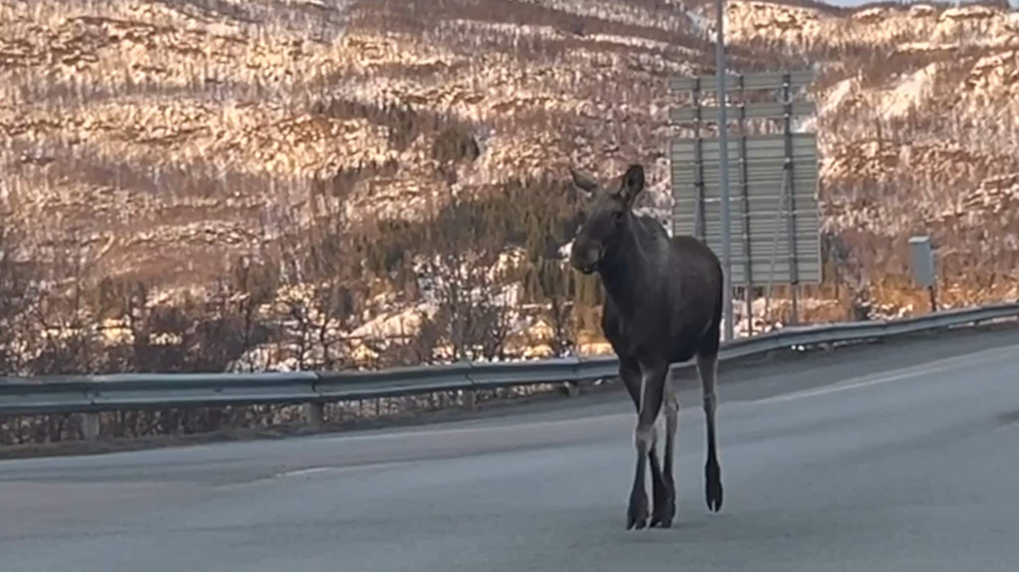 Elgen kommer løpende ned Gisundbrua