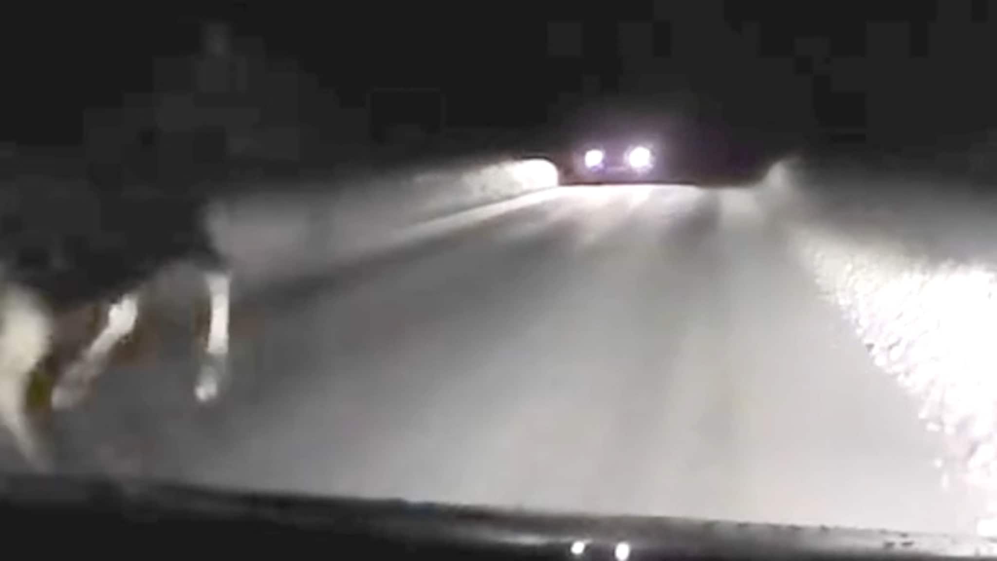 Her smeller det når elgen treffer bilen