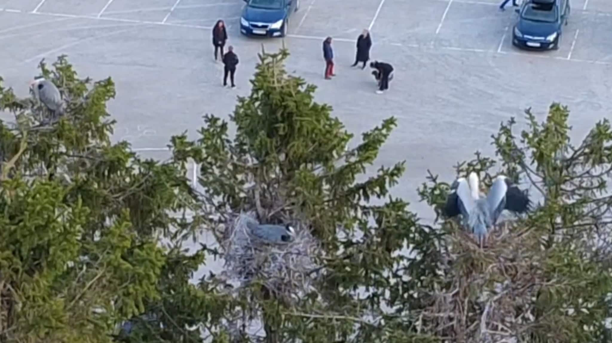 «Hegreskogen» fra en helt ny vinkel