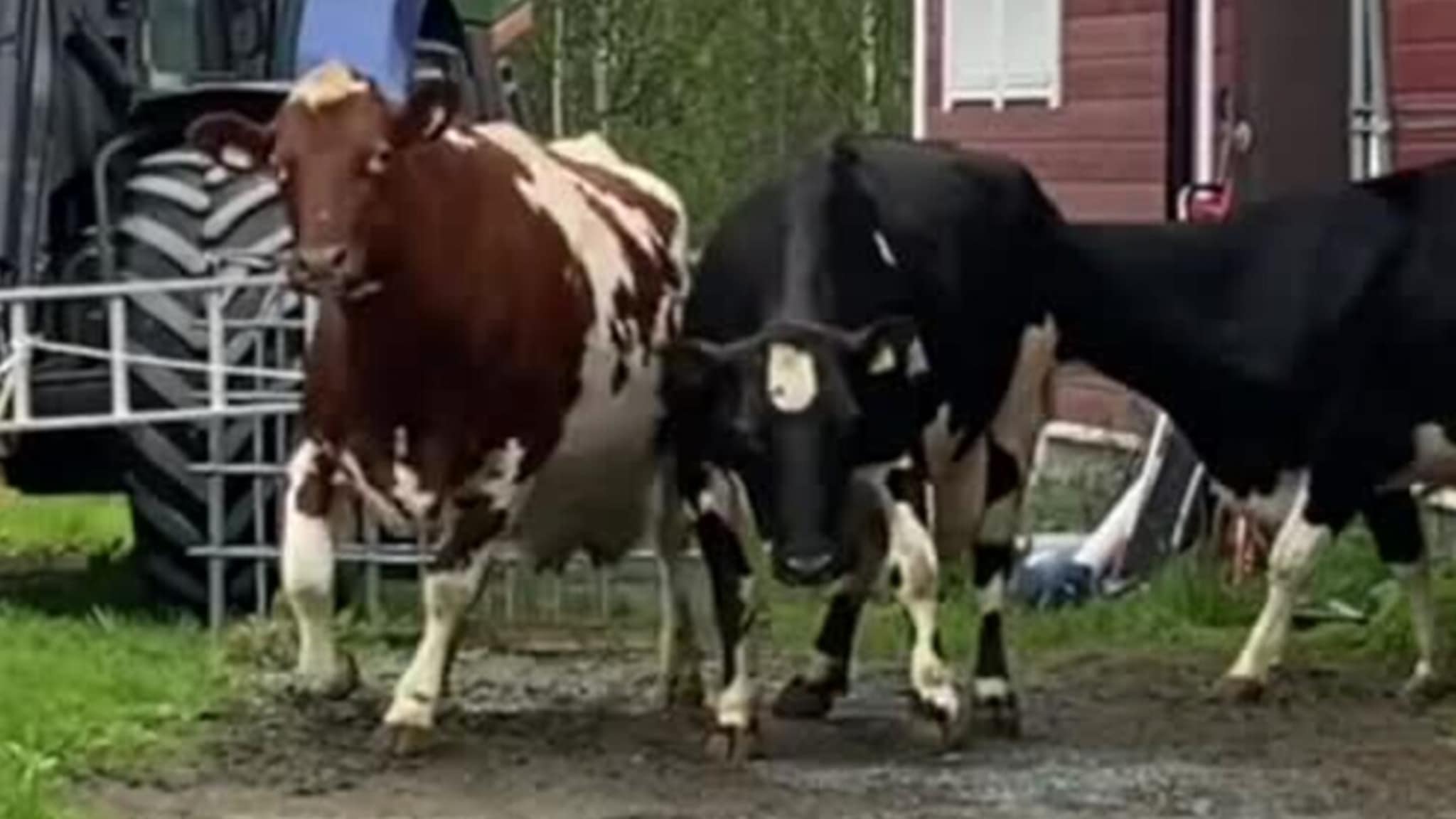 Her slippes kyrne ut for sommeren