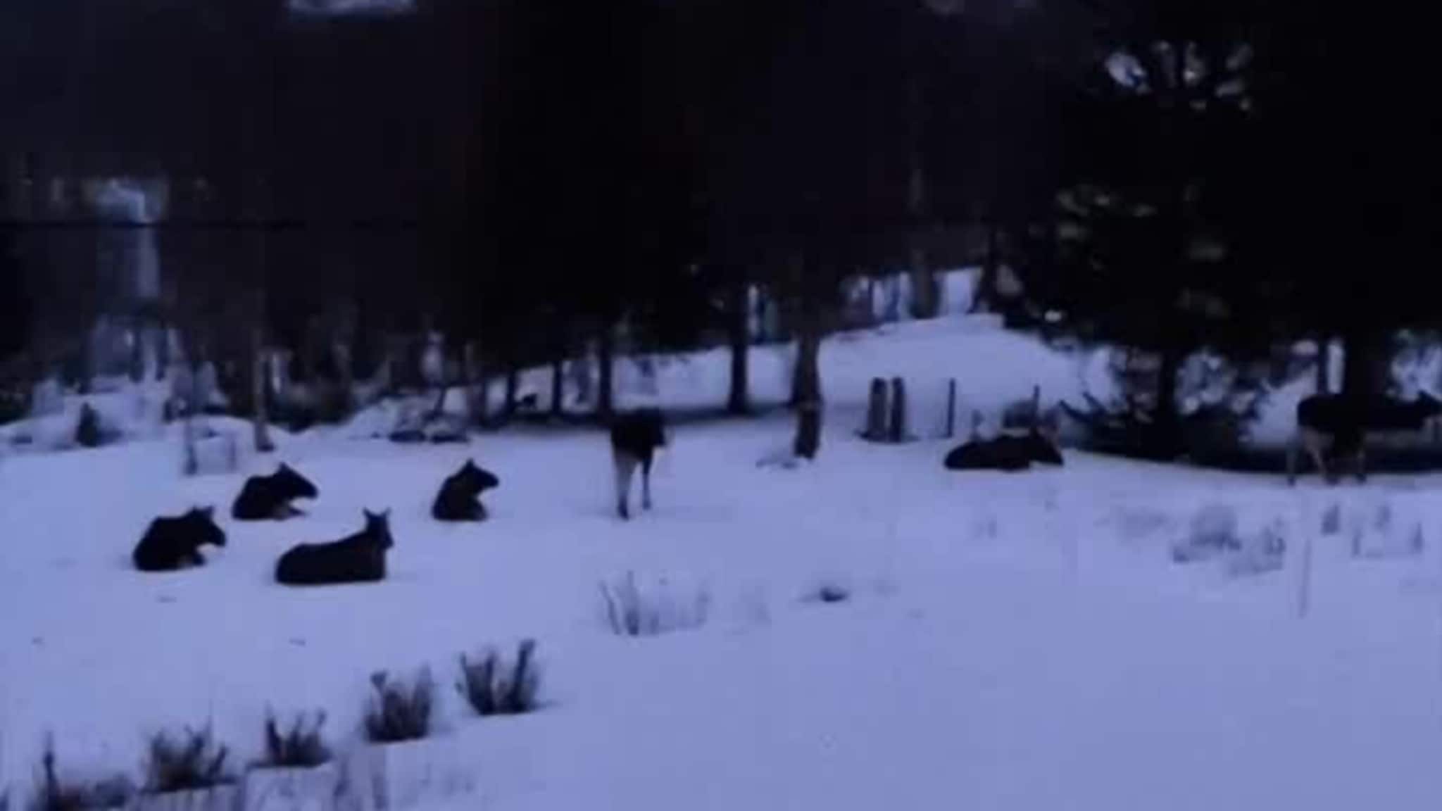 En skikkelig storforsamling med elg