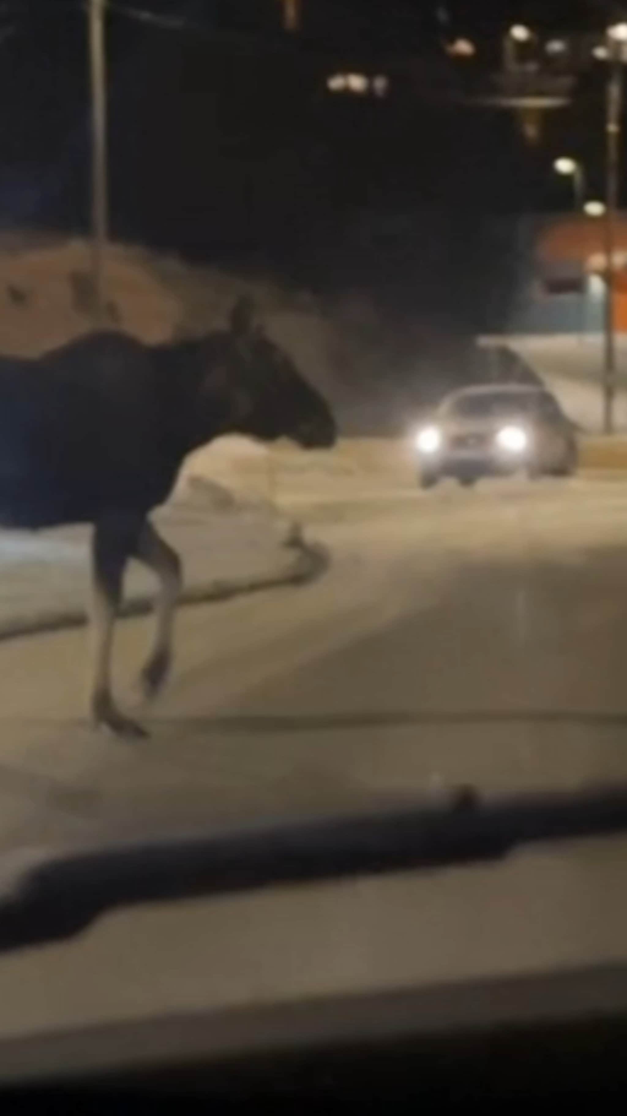 Advarer om mye elg langs veiene