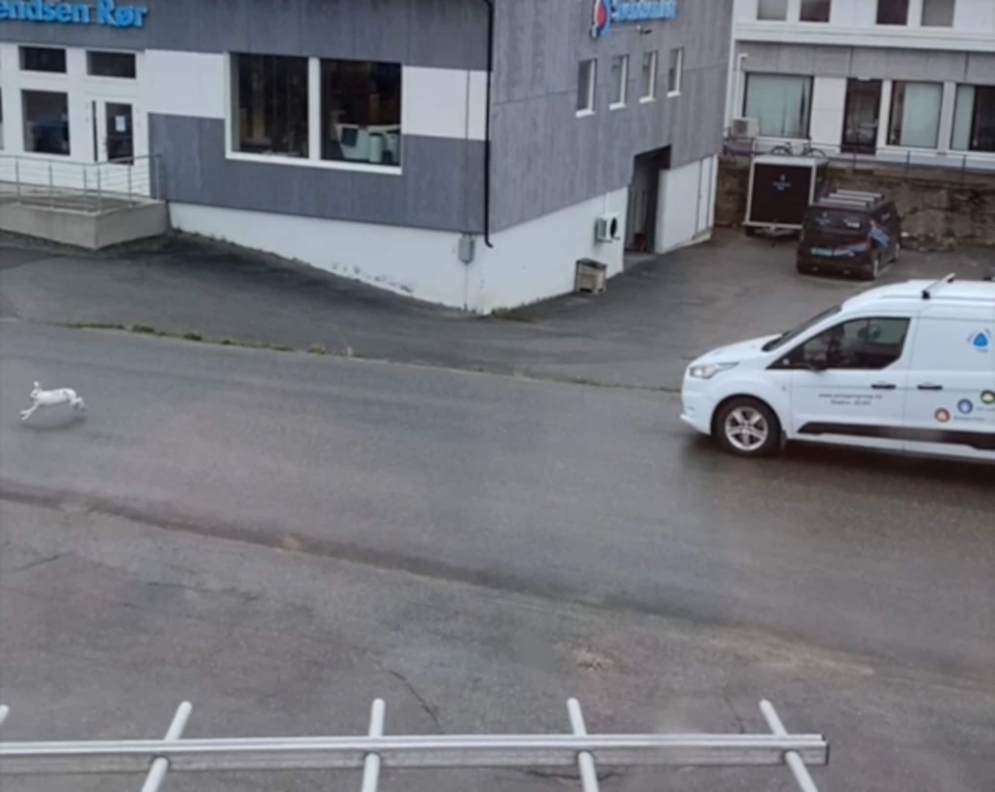 Harepus i byen — her går det nesten galt