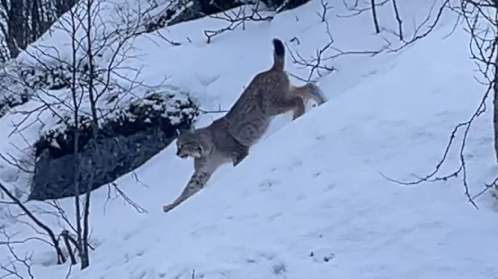 Her hopper gaupa ut av skogen og inn på veien