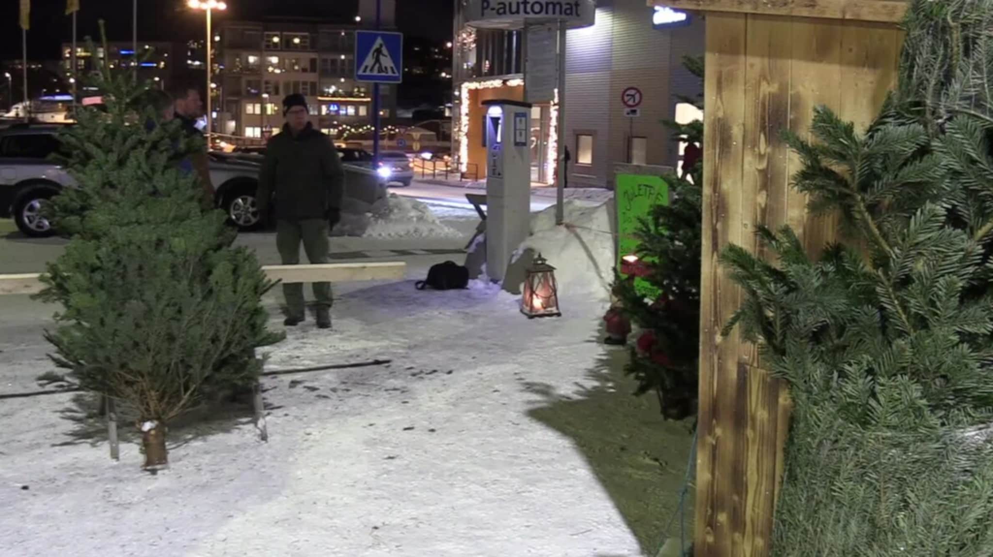 «Du må skaffe meg et tre for å berge ekteskapet»