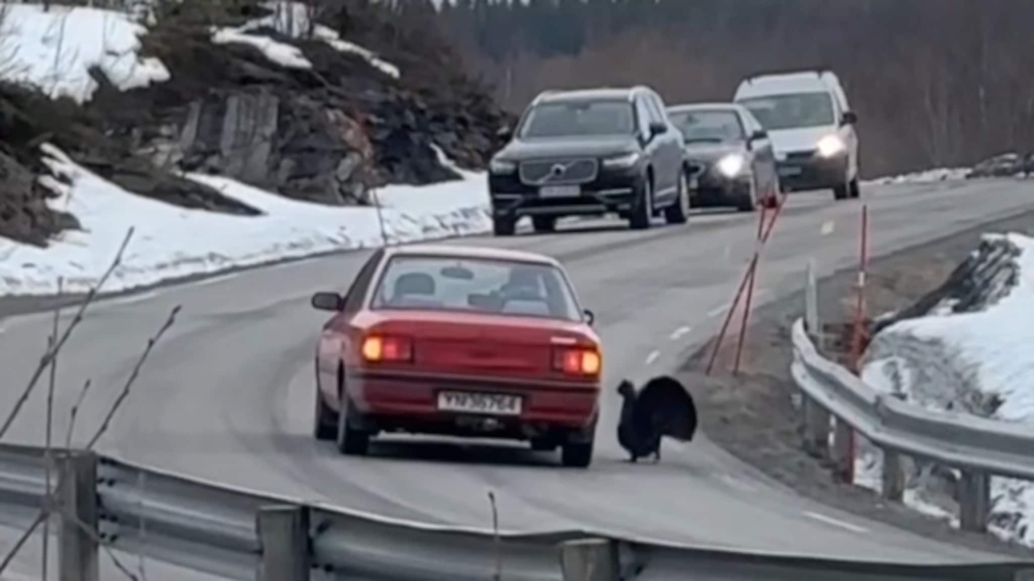 Her lager våryr tiur trafikkaos