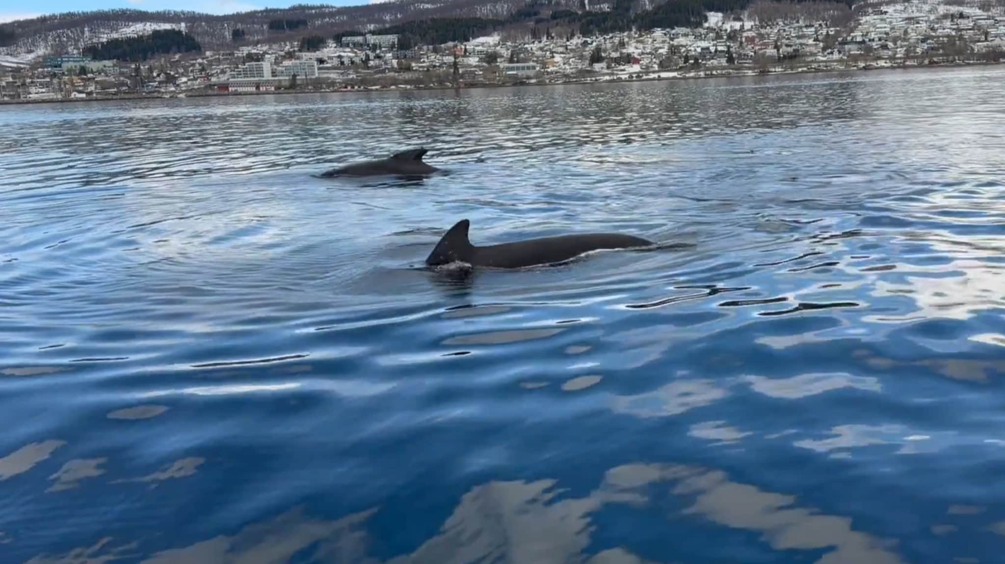 Den reneste hvalinvasjonen i sundet