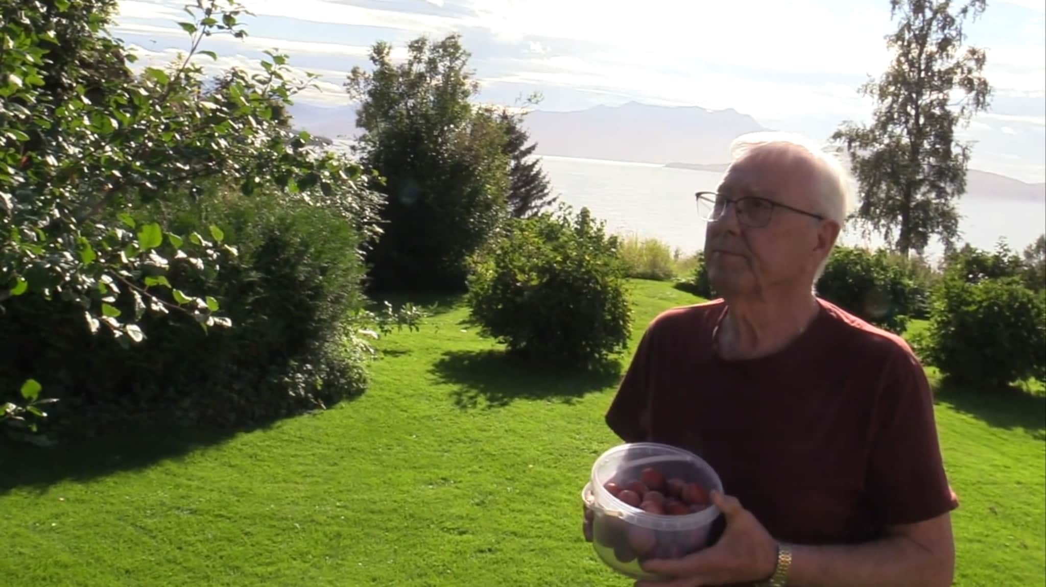Her høster ekteparet nord-norske plommer fra sin egen hage