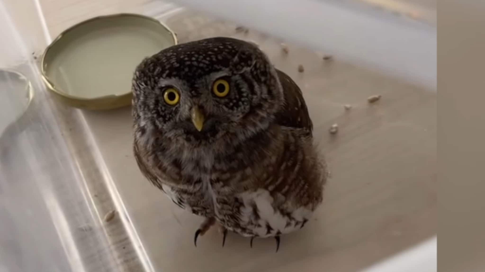 Her sitter perleugla i en boks hjemme hos Tonje