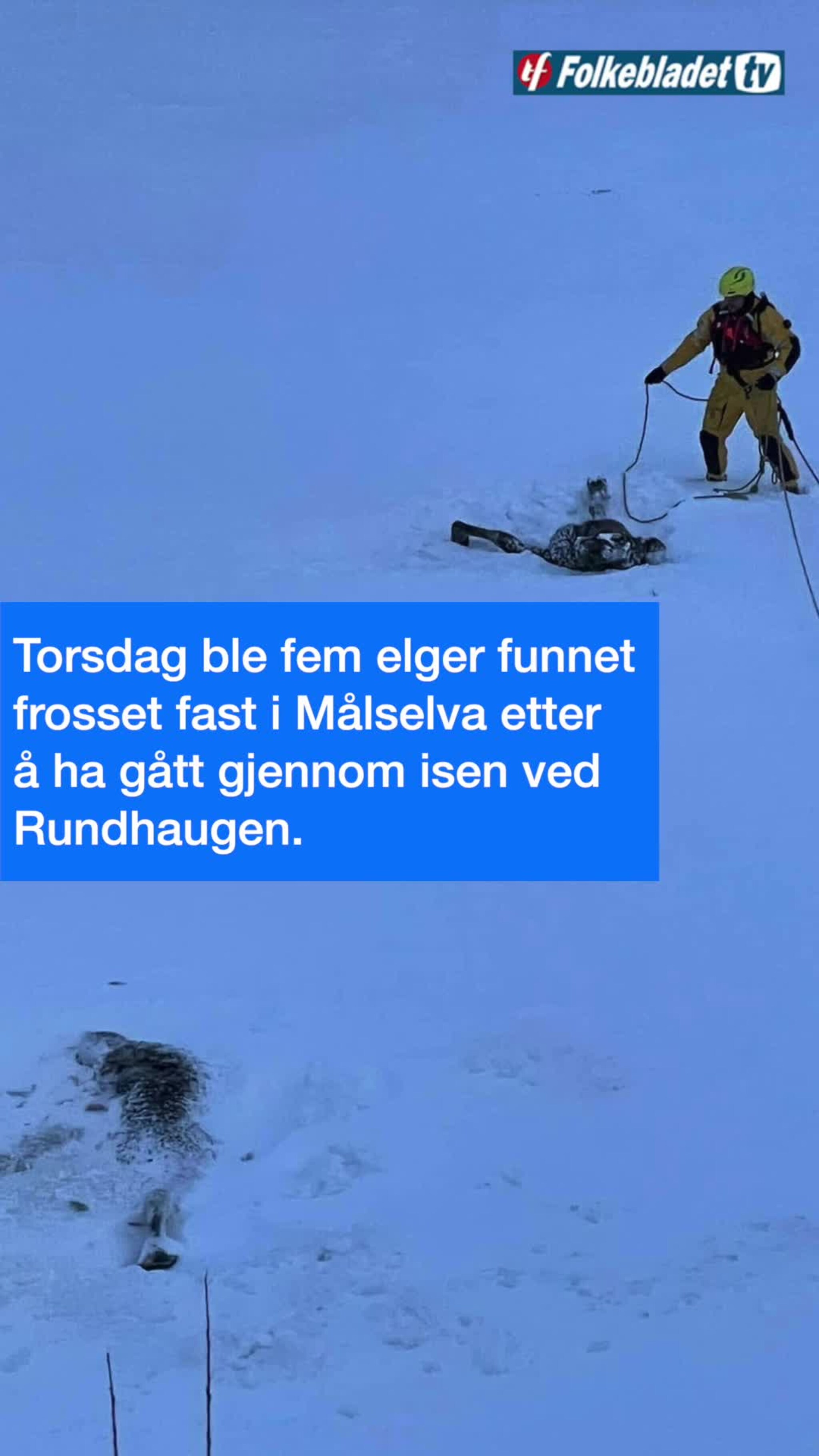 Her forsøker de å varme den nedkjølte elgkua