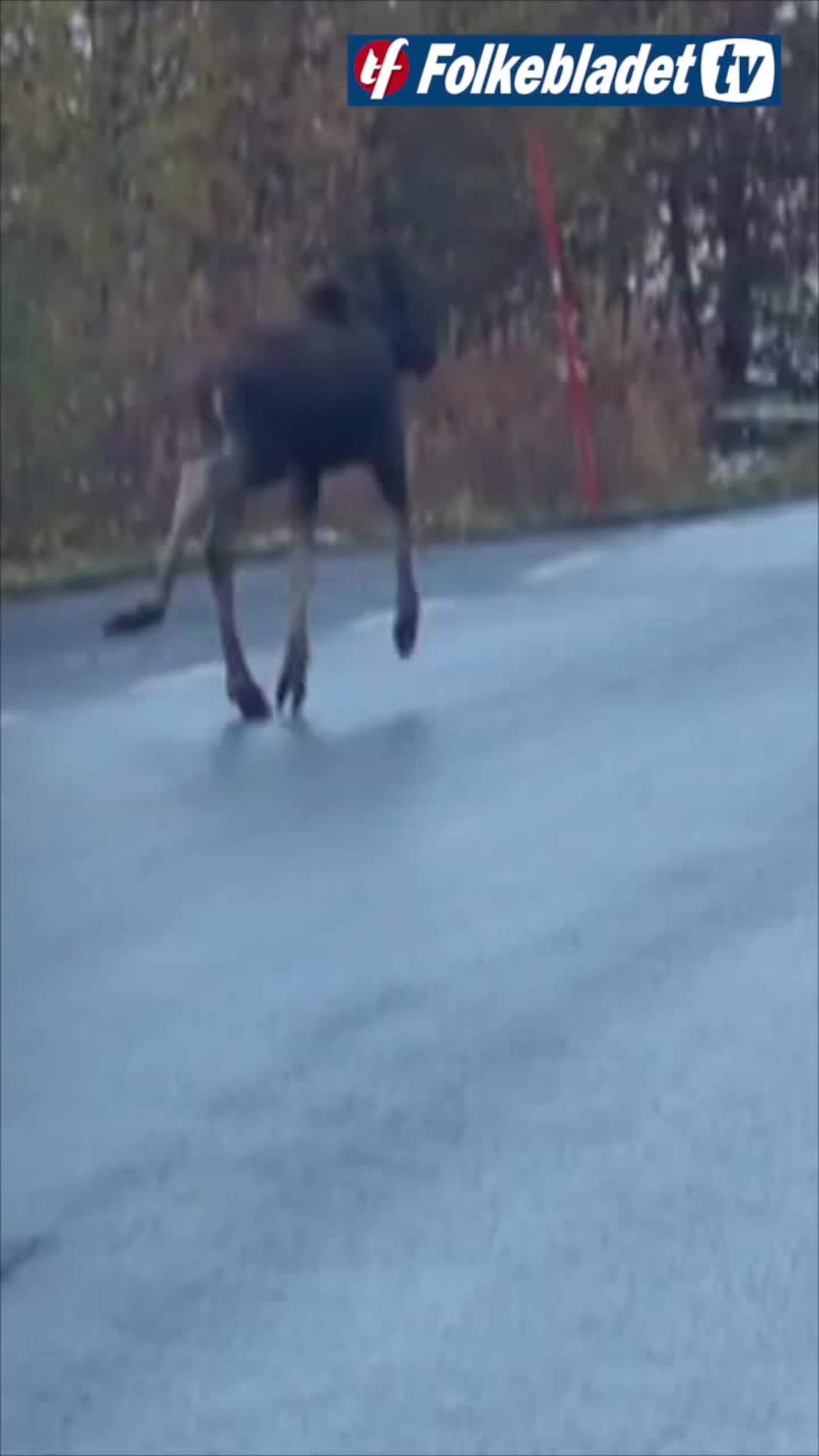 Her springer elgkalven med knekt fot