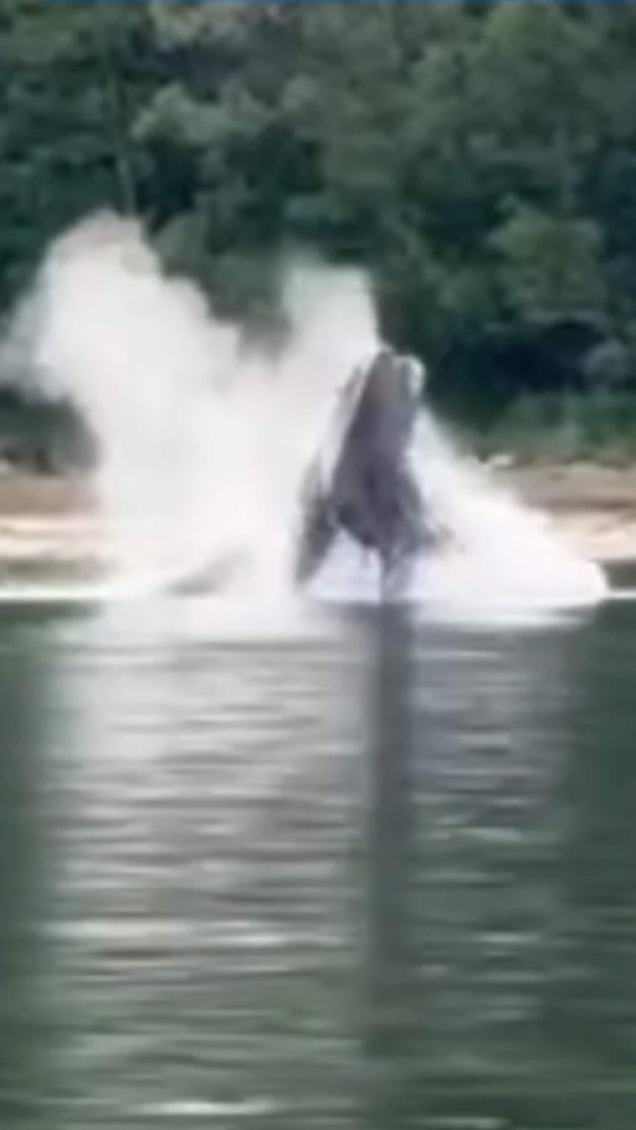 Hvaler laget show på fjorden