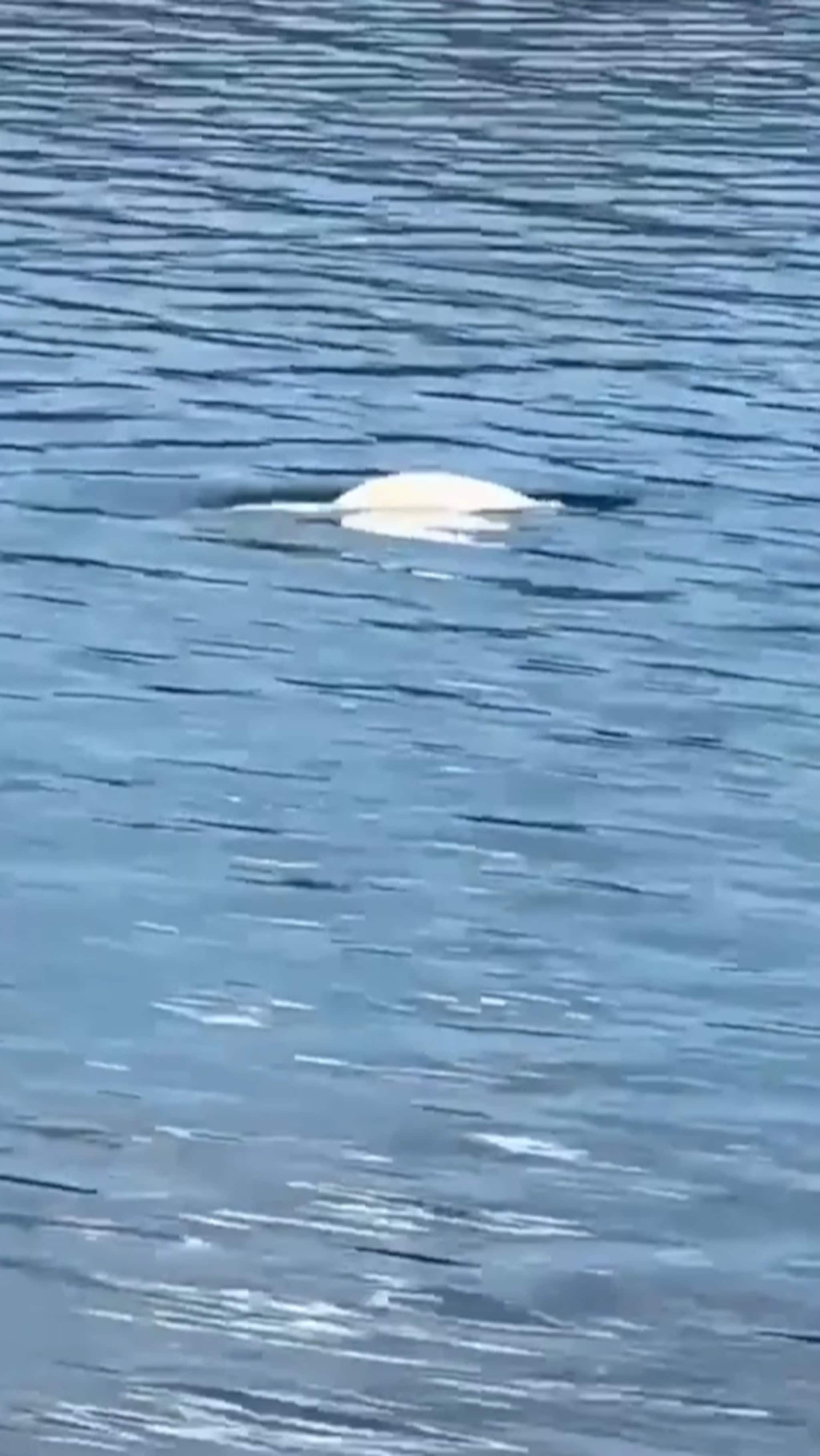Fikk et sjelden syn på fjorden