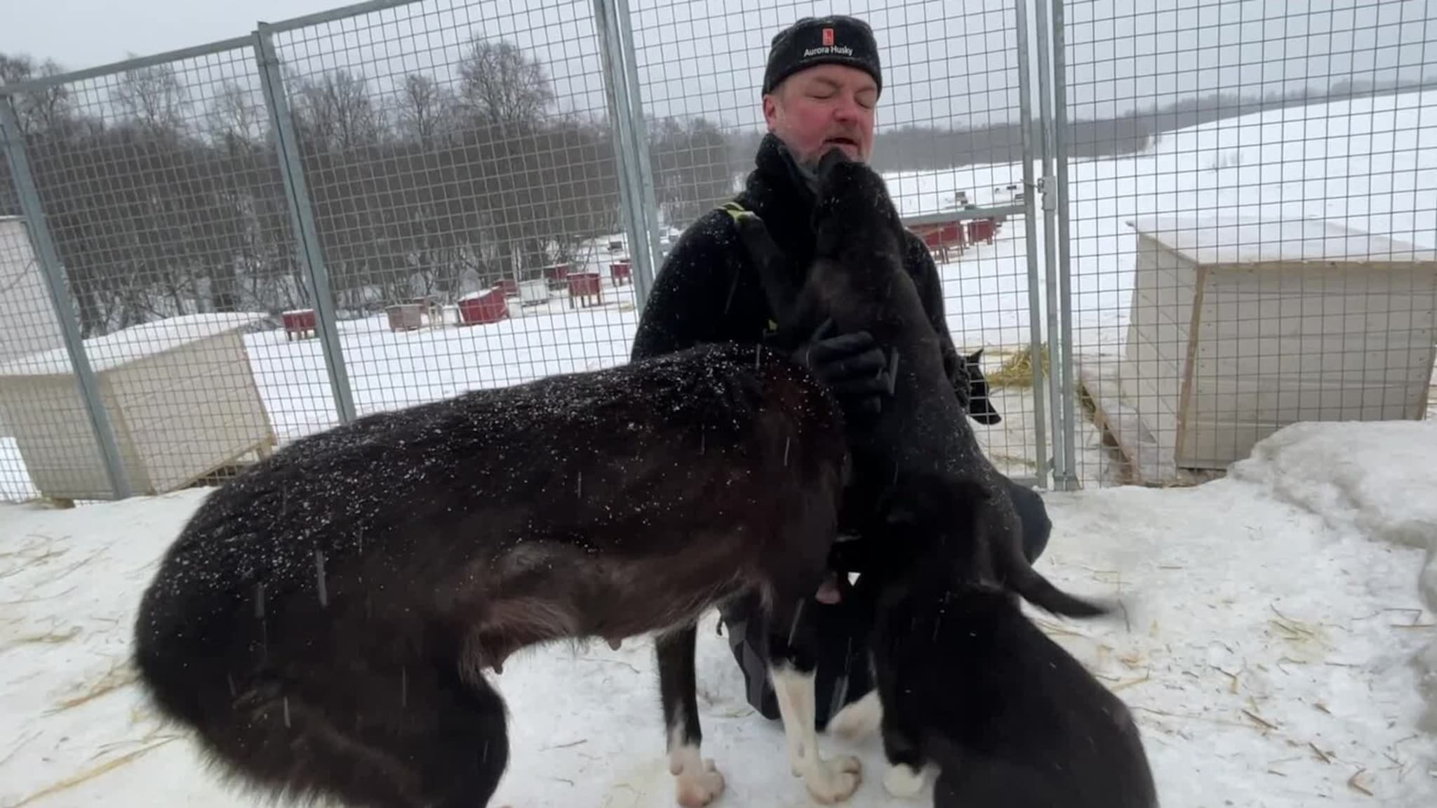 Her får turistene prøve seg på hundekjøring