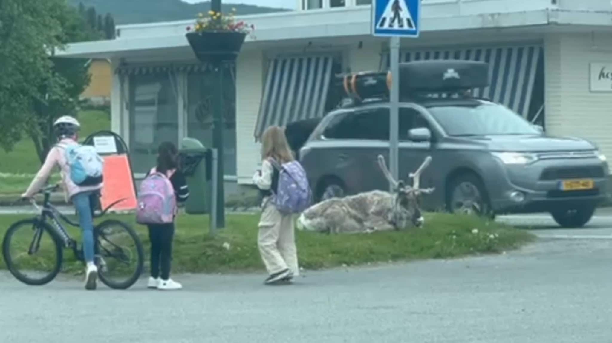 Her har reinen slått seg ned i sentrum