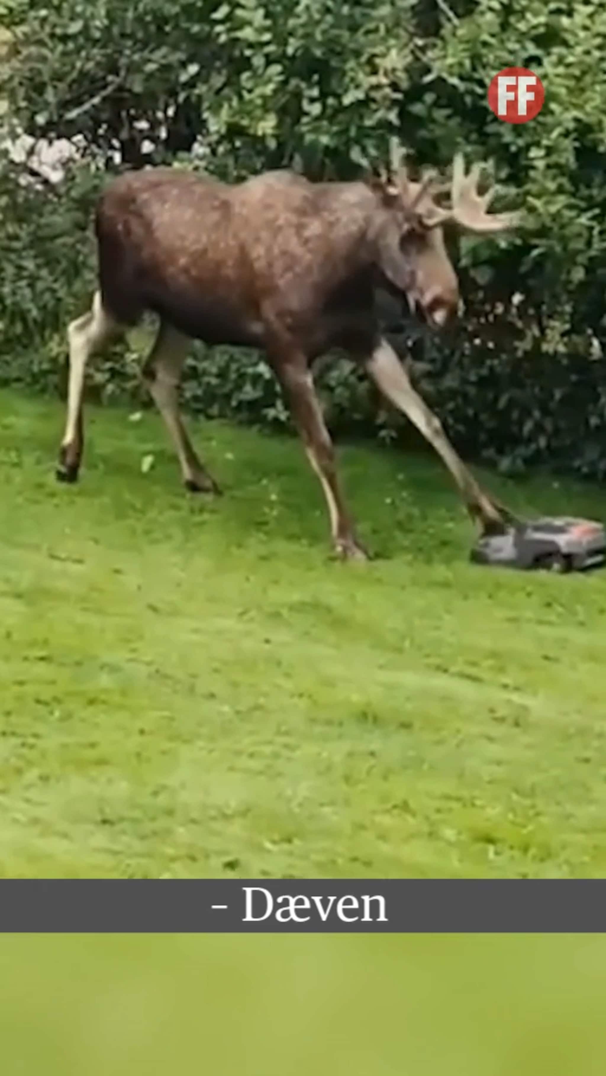 Disse videoen ble mest sett i 2025