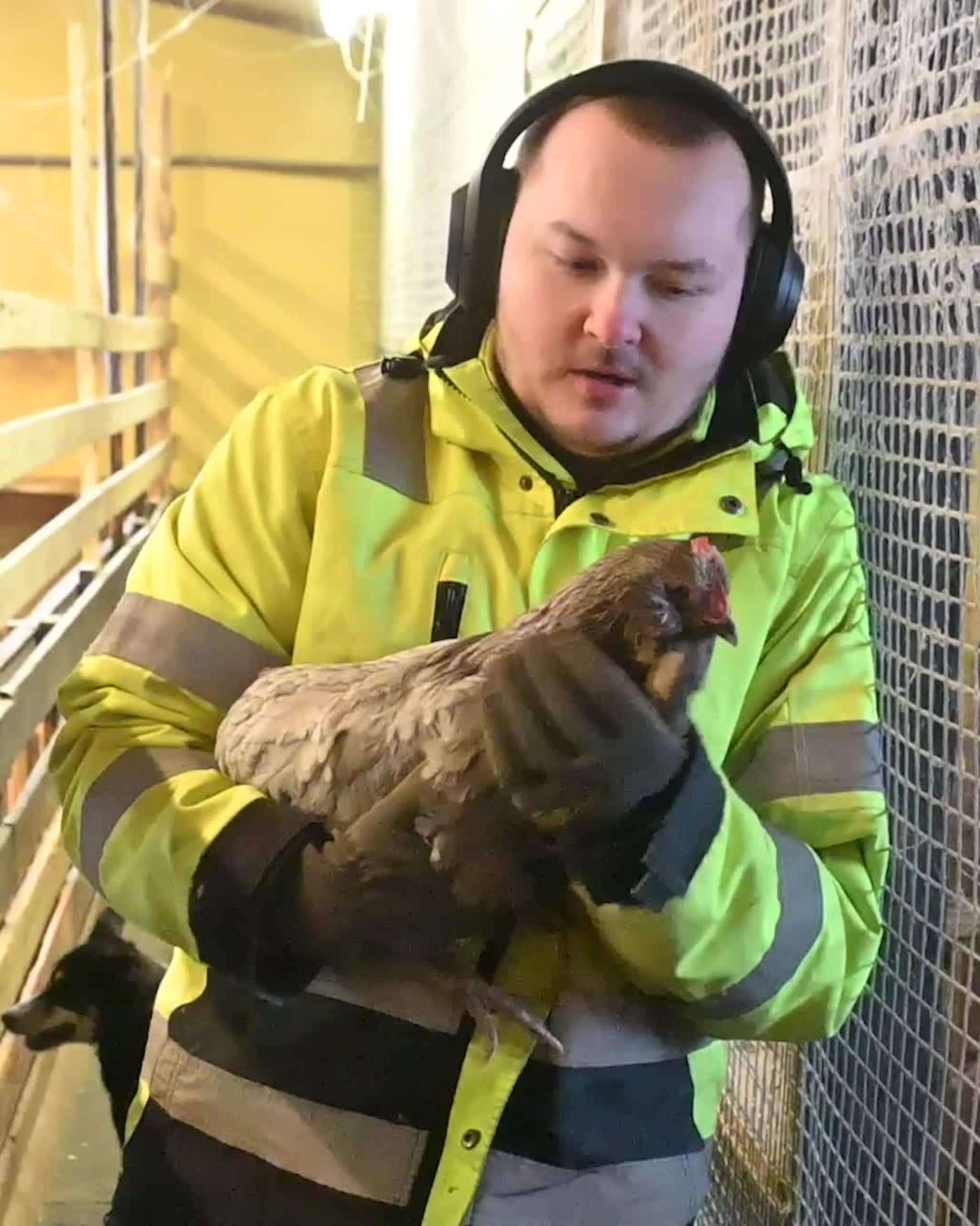 Fant mening i fjøset