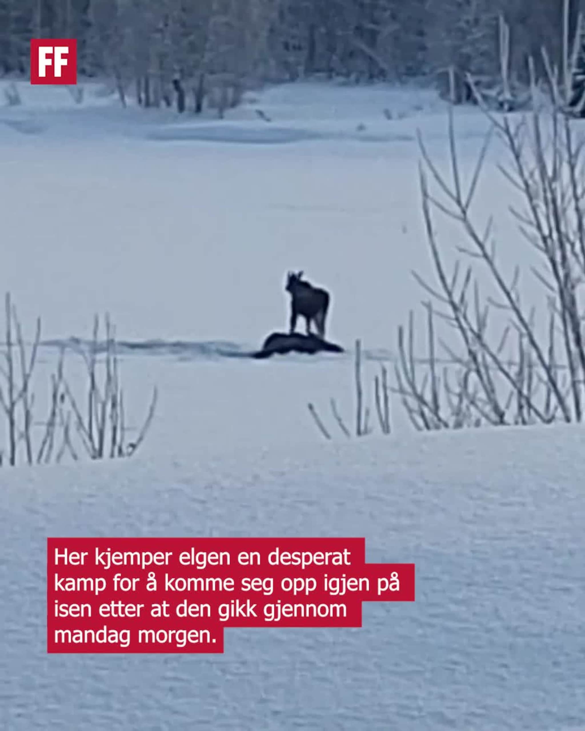 Elg gjennom isen – kjemper for livet