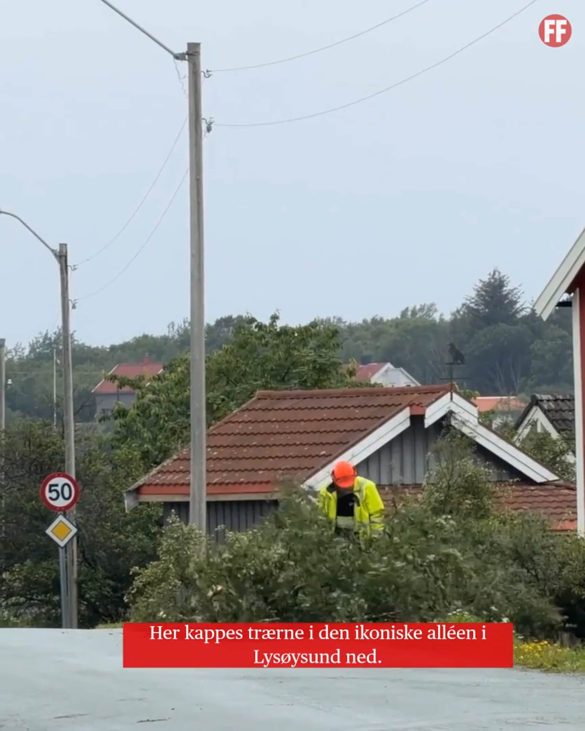 Ikonisk allé hogget ned