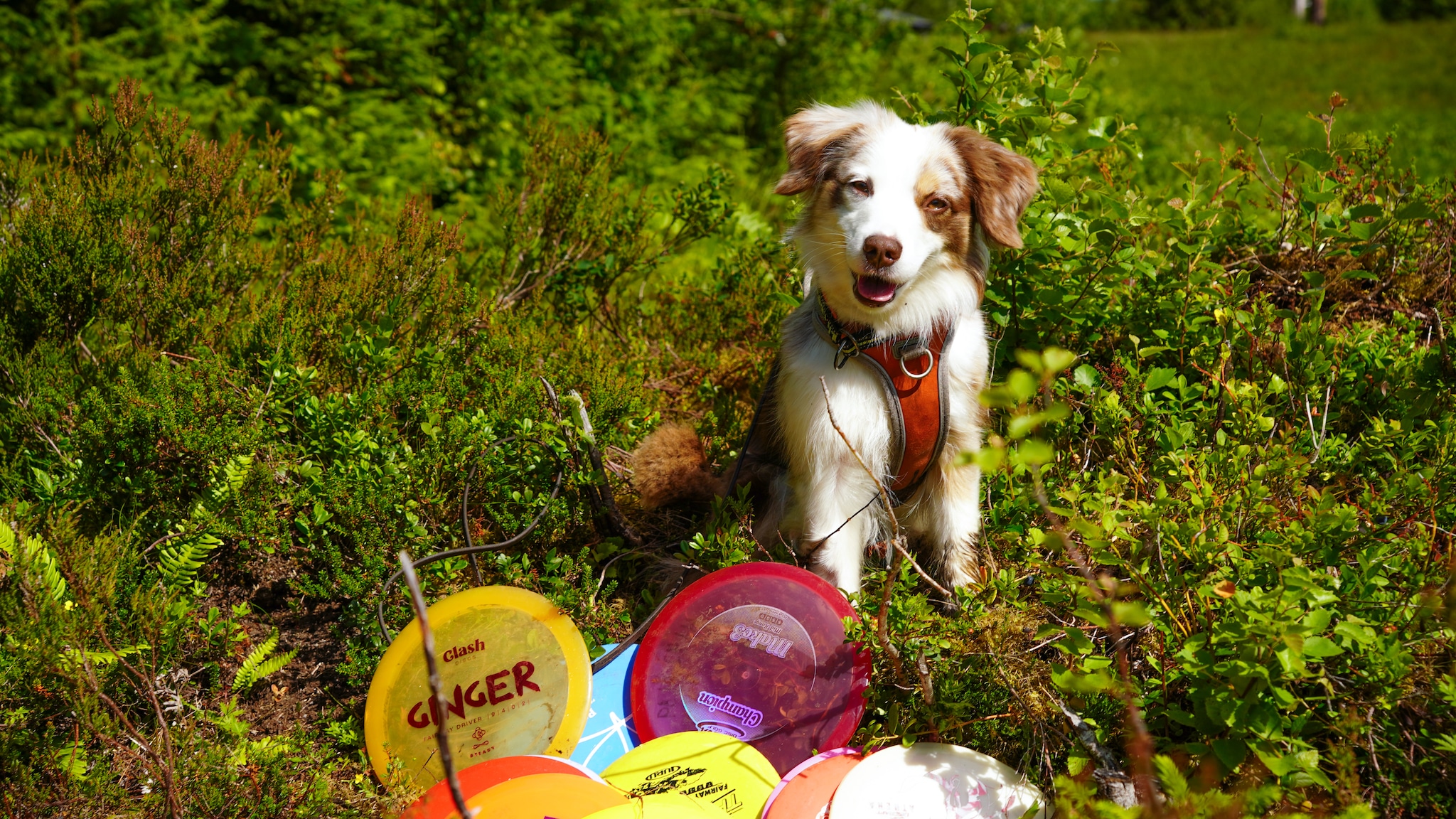En hund med nese for diskgolf